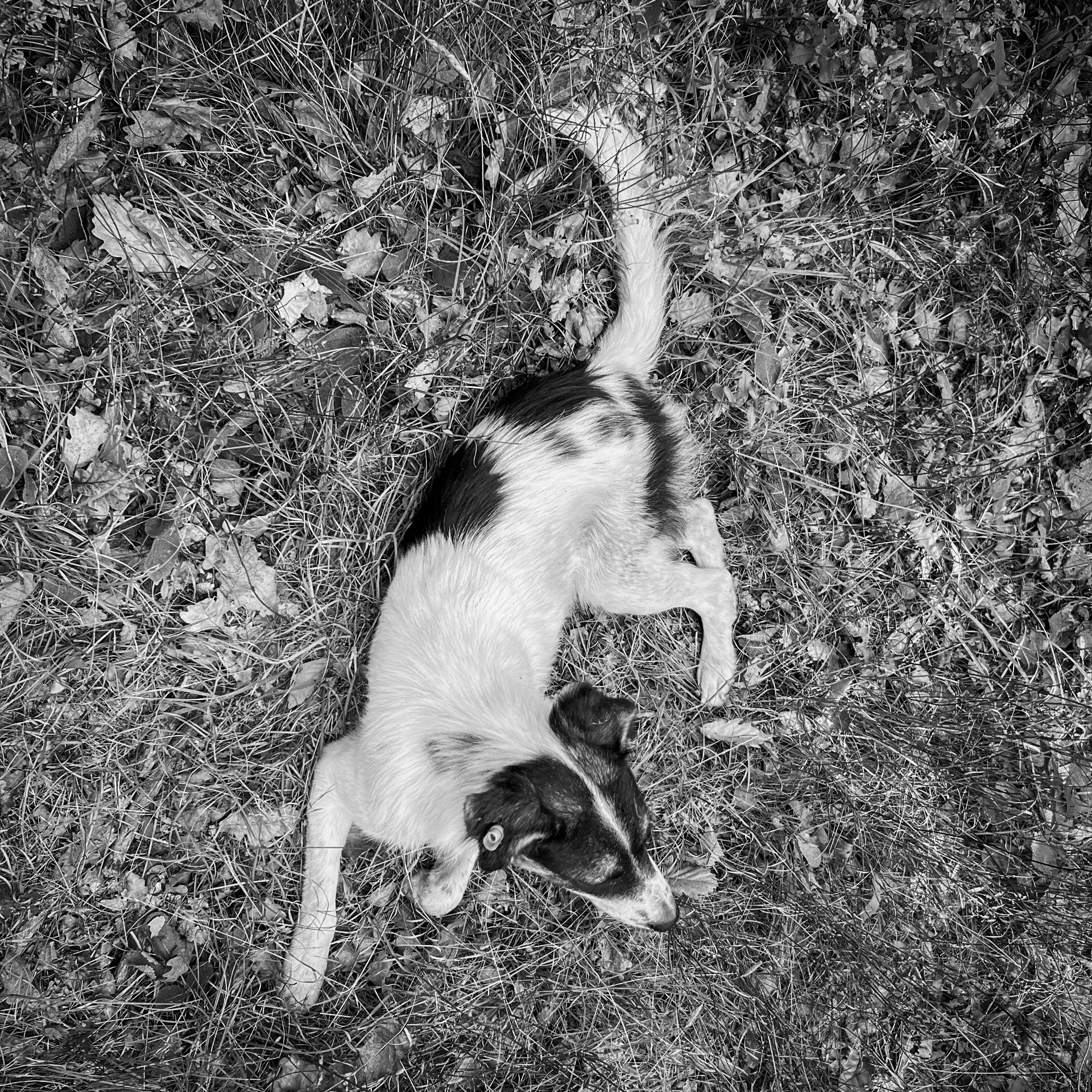 Ayhan Şahenk forest: our daydog takes a rest