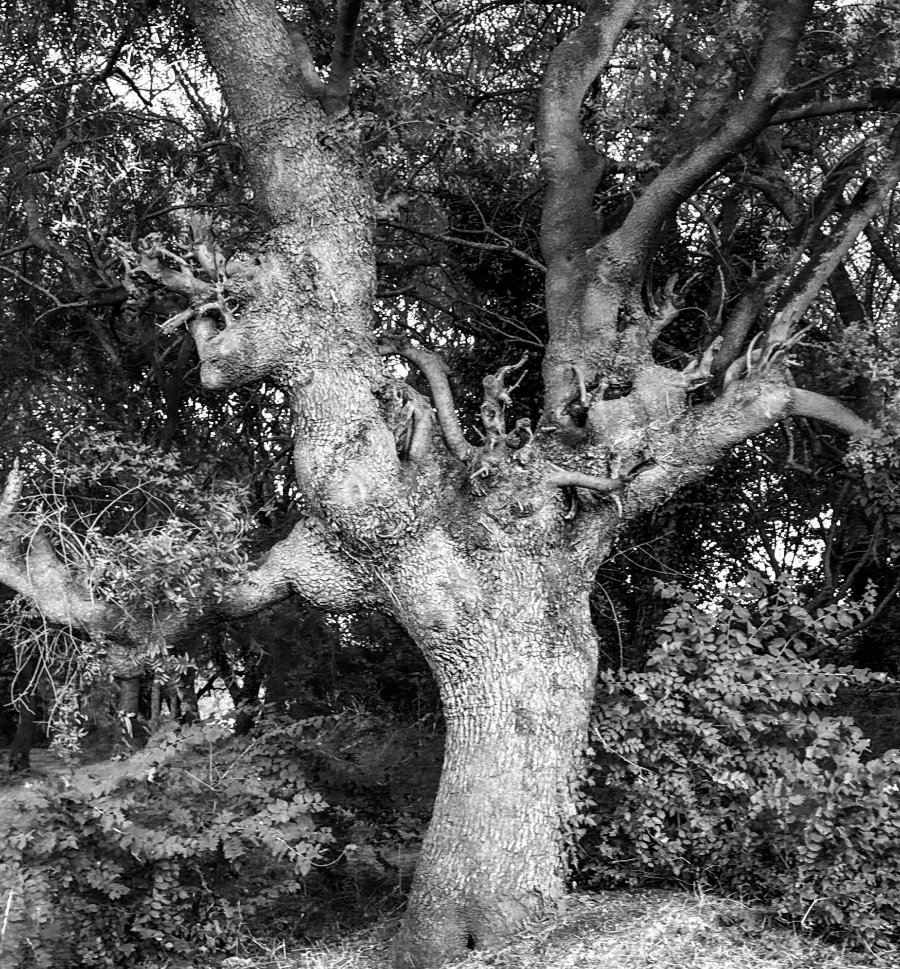 Bathonea north: an old (though not ancient) tree