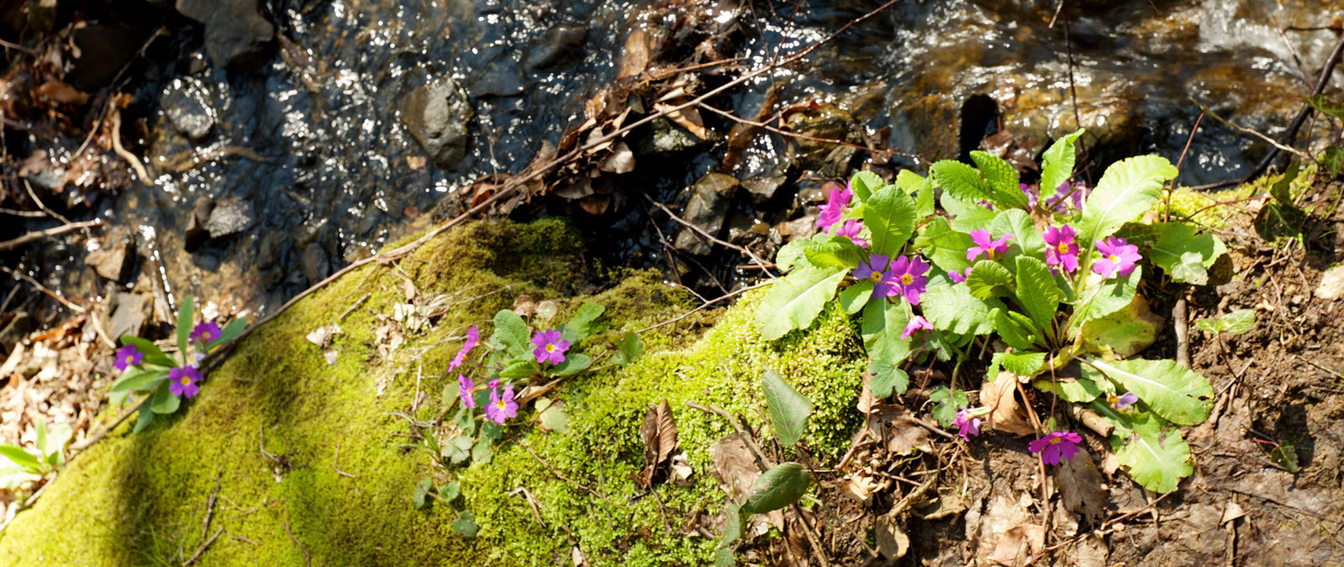 Belgrade Forest: primulas by a stream