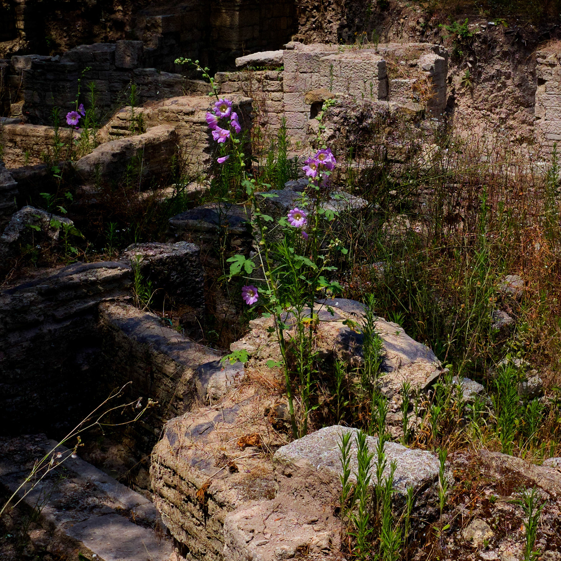 Bathonea (northern site): ruins and fingered hollyhock flowers