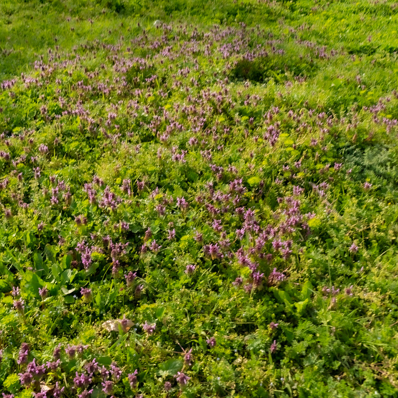 between Mahmut Şevket Paşa and Alibahadır: pink flowers