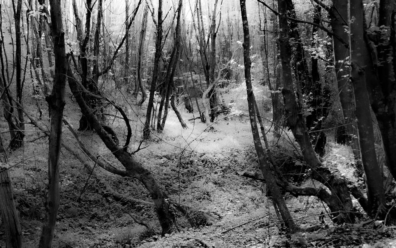 Polonezköy northern forest: treescape