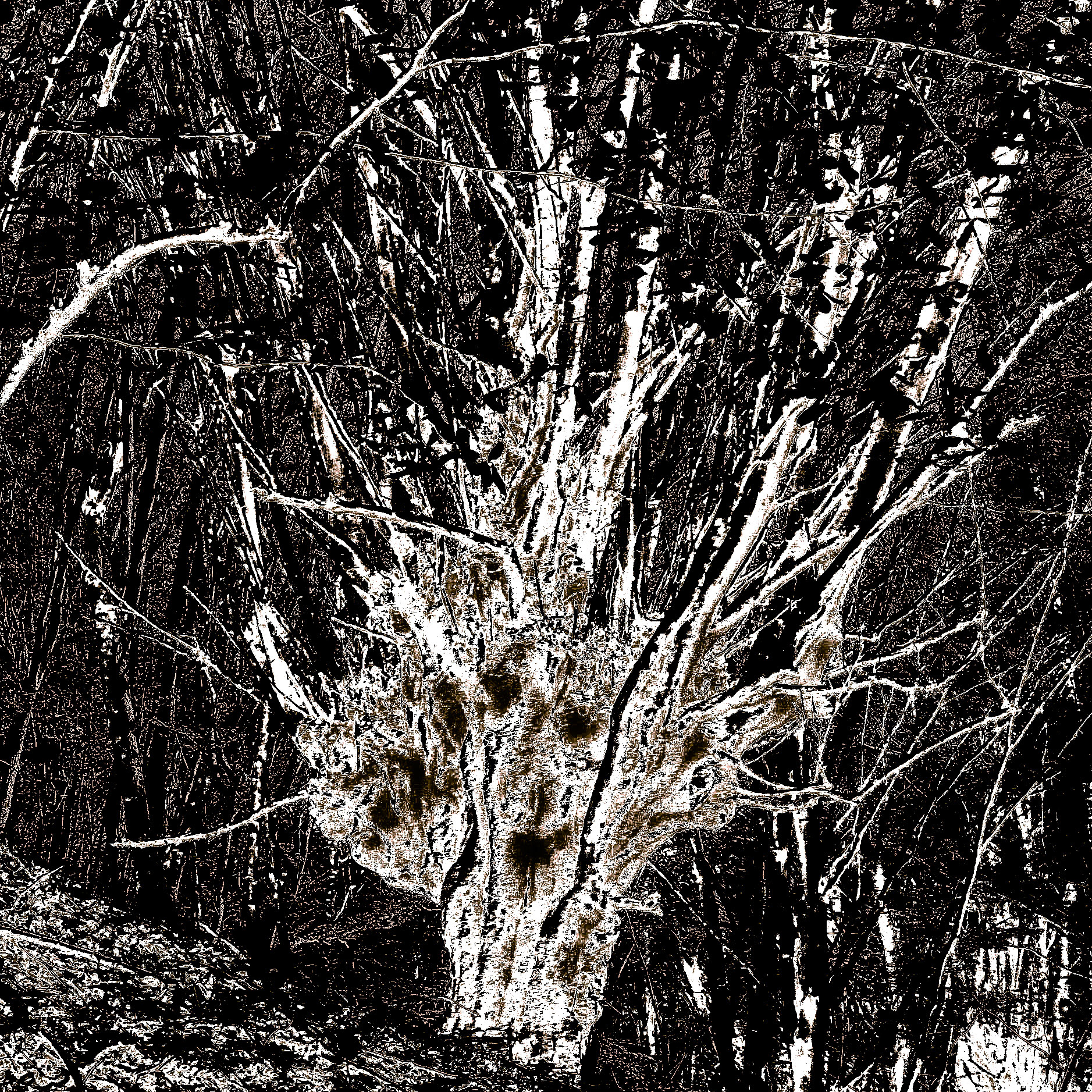 Zerzevat east streamwalk: old tree