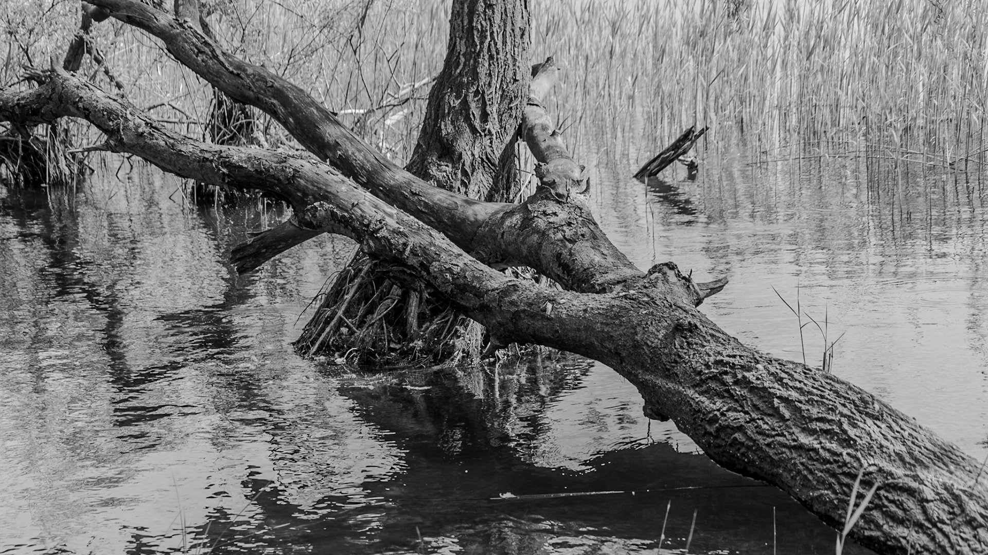 Trikos promontory: swampy trees