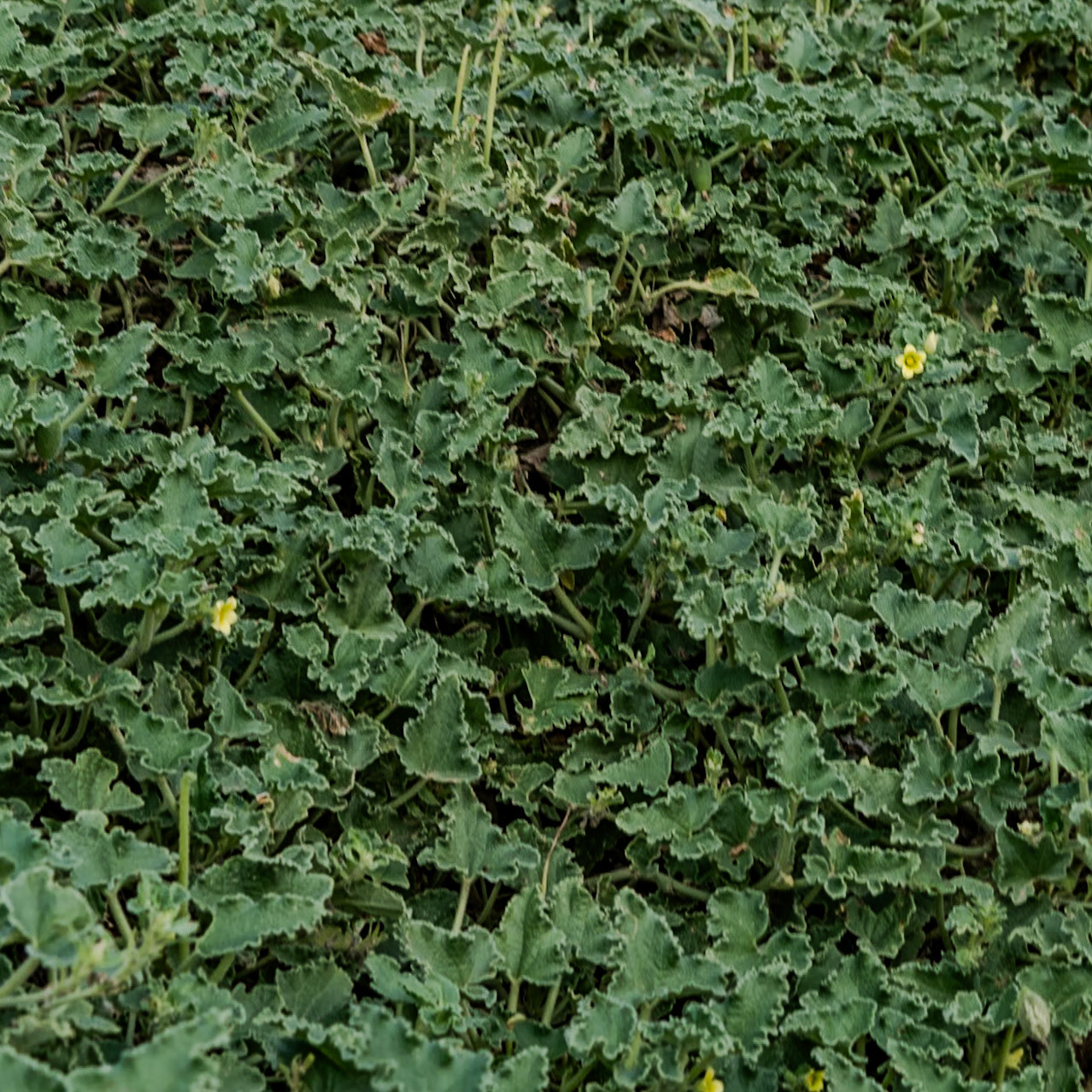Black Sea coast east of Yeniköy: shore vegetation