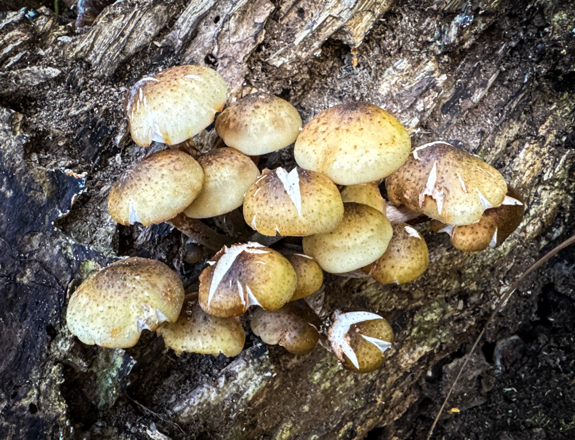 Doǧancılı western forest: tree fungi
