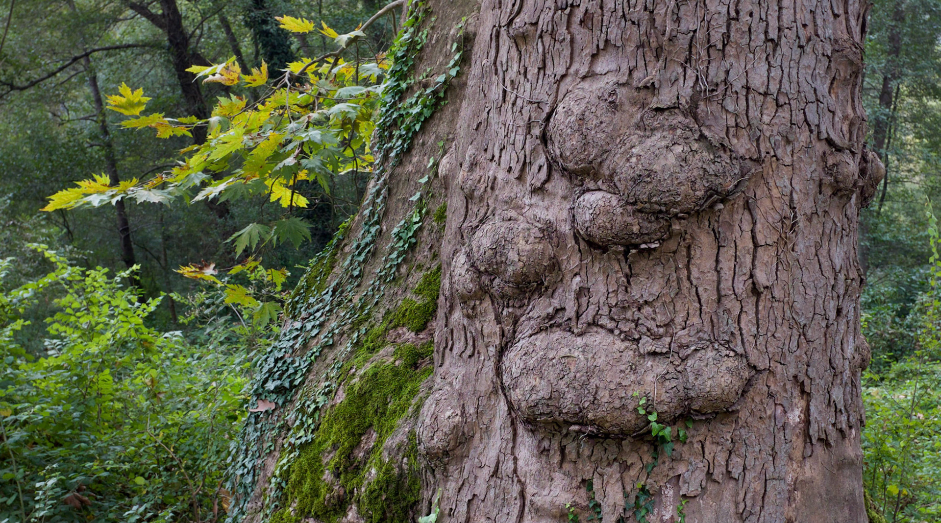 between Çayırbaşı and Bahçeköy: the SE margins of Belgrade Forest: tree galls (I assume)