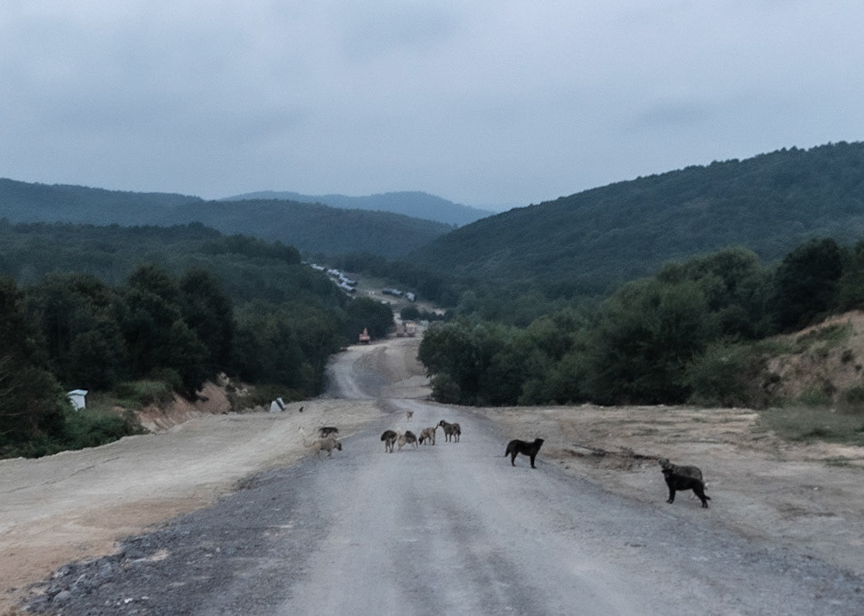 Ömerliköy watermain route: a dogville