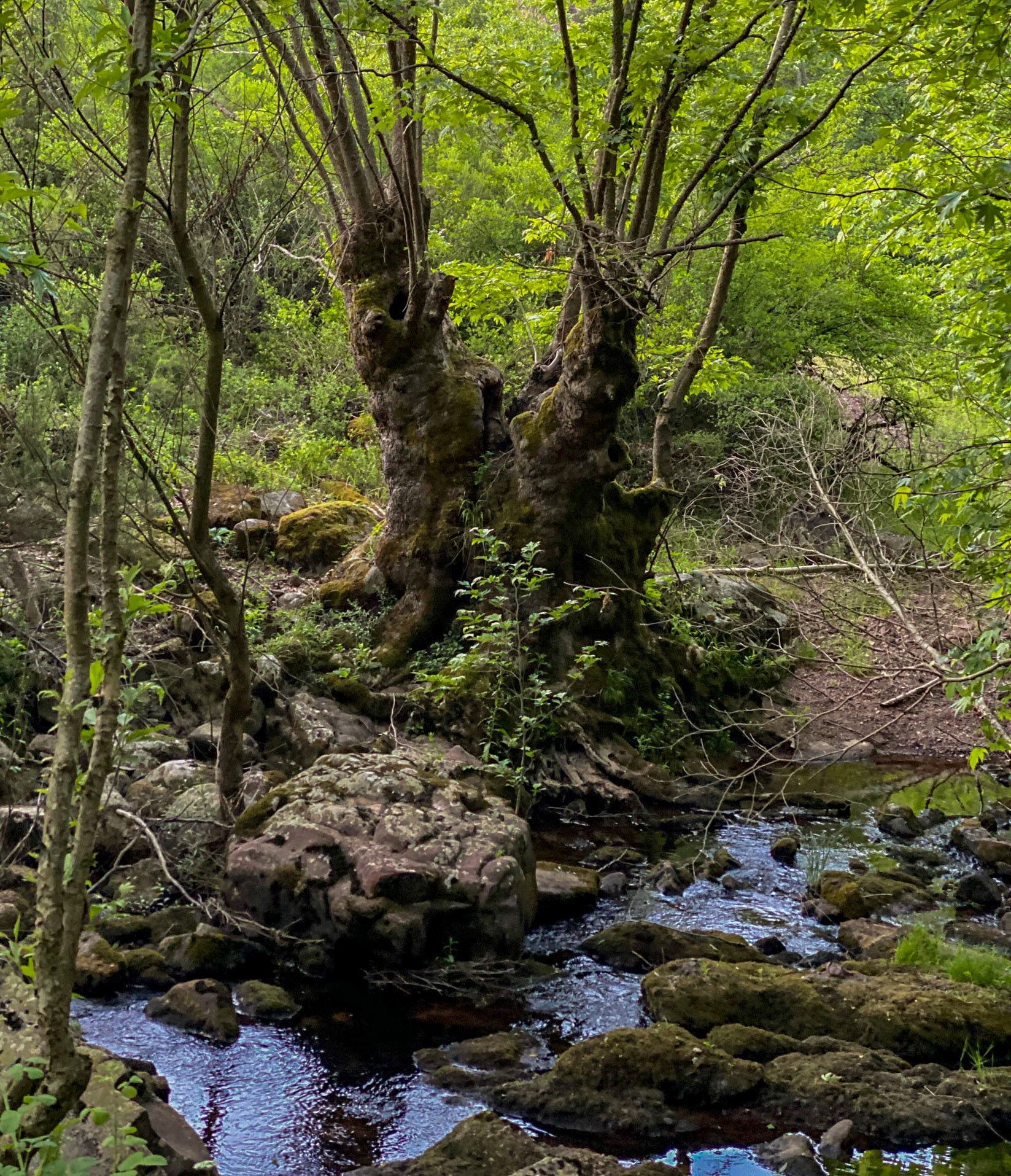 Sığırlık stream: old Siamese coppiced tree