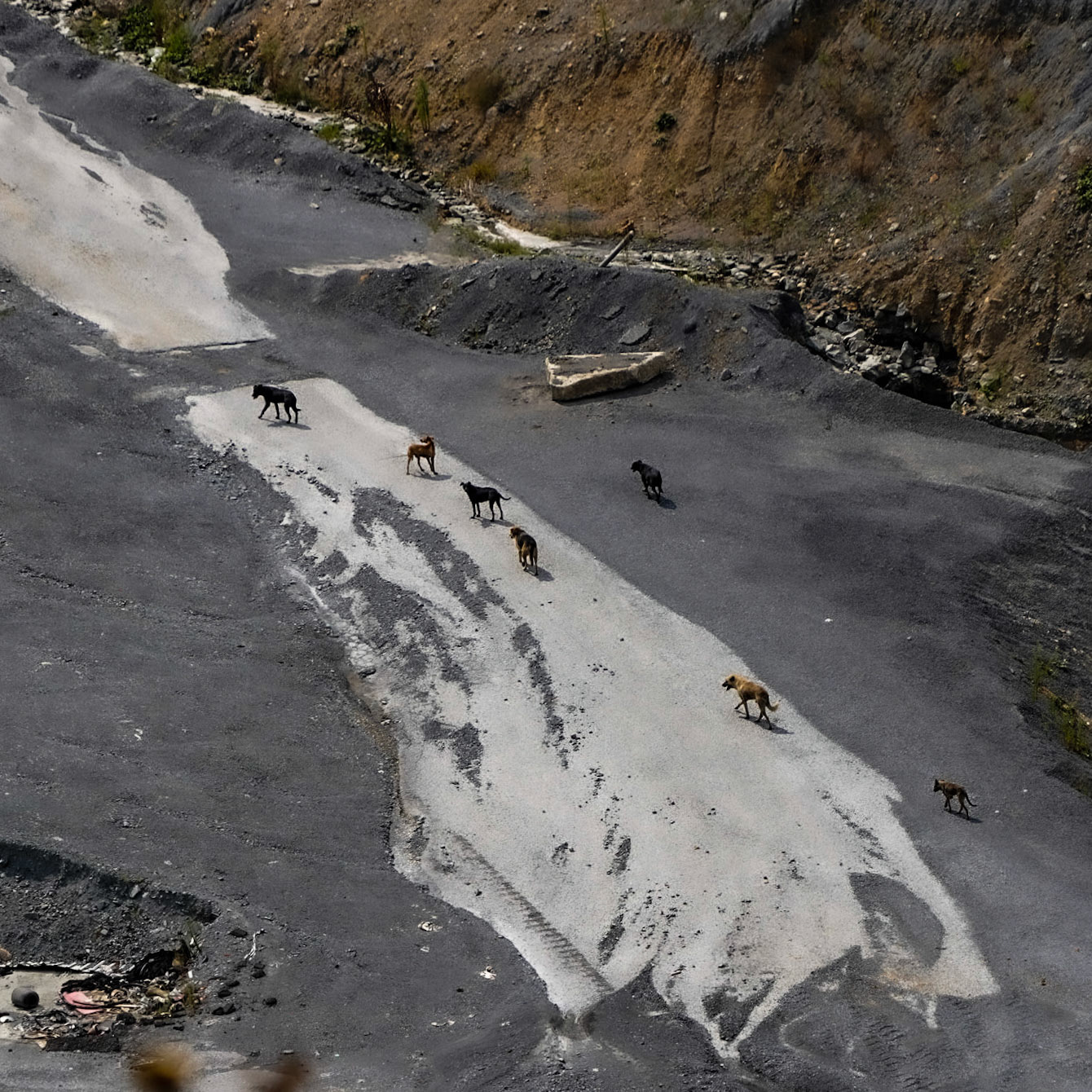 Cebeci: mine dogs