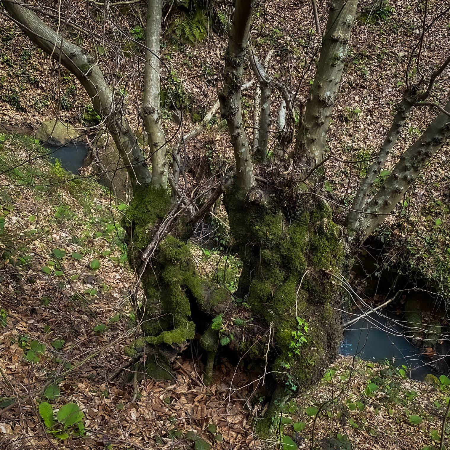 Kozlu stream valley: a double old tree