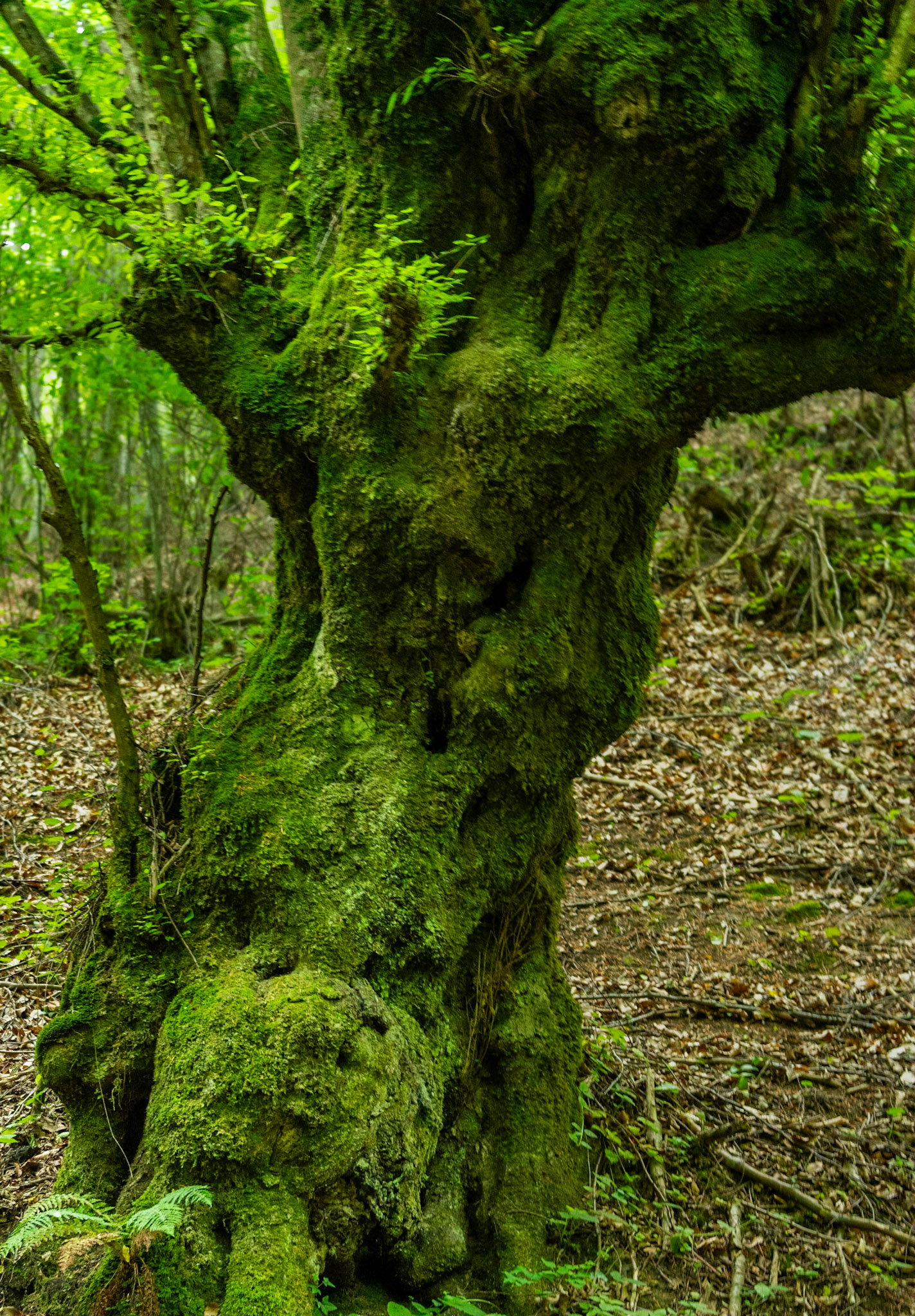 Zerzevatçı streamwalk: venerable tree
