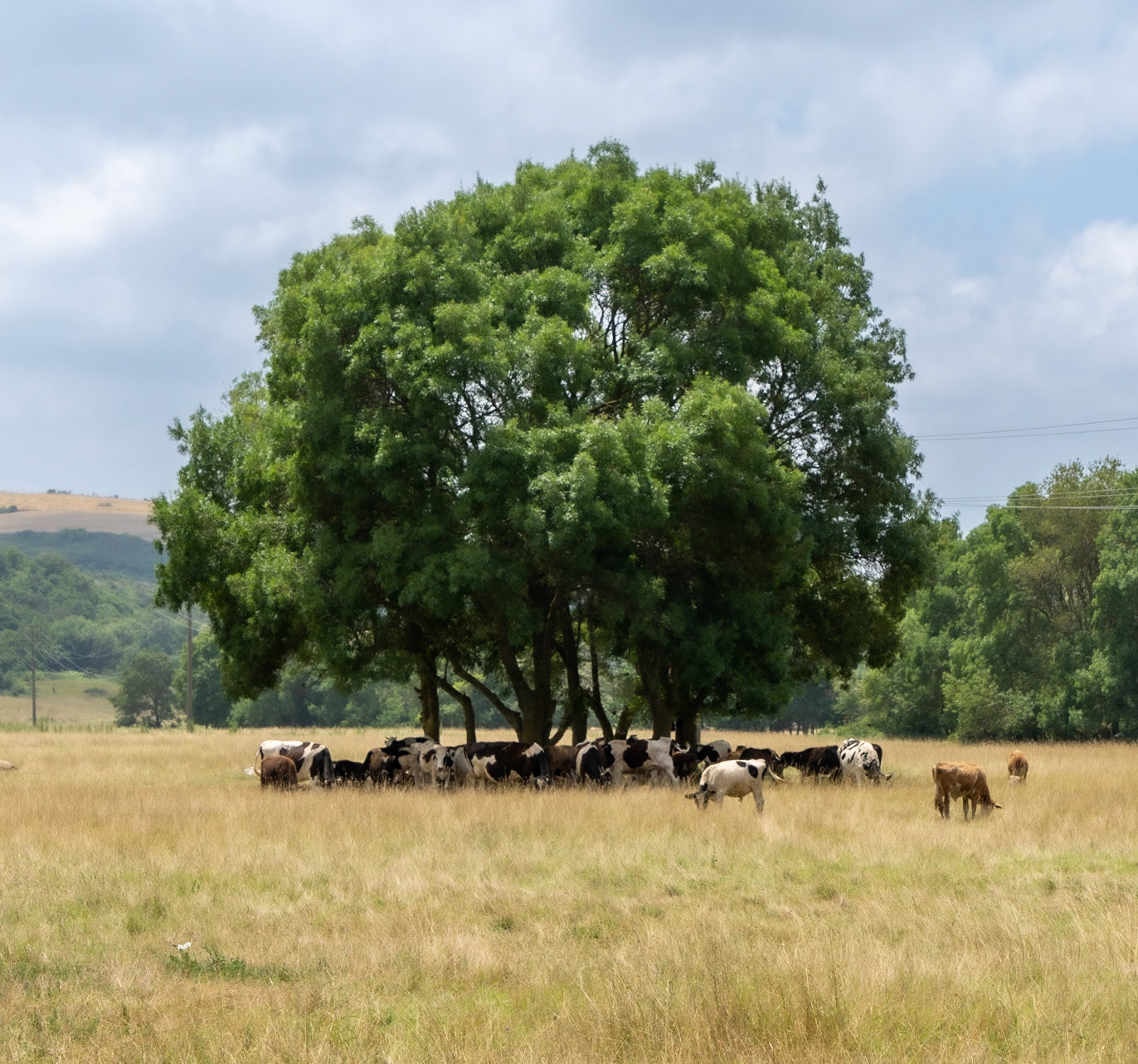 Sazlıdere southern flower meadow: cows sheltering from the sun