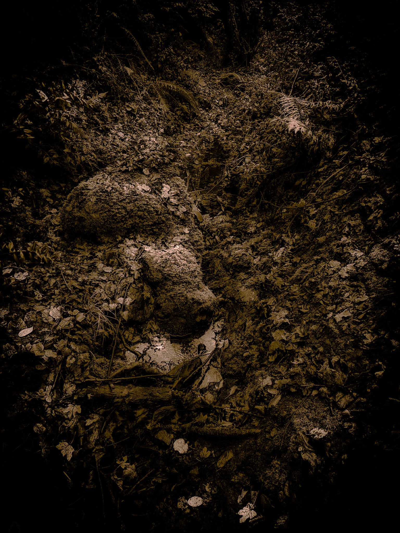 Ayhan Şahenk double stream walk: small, leafy stream