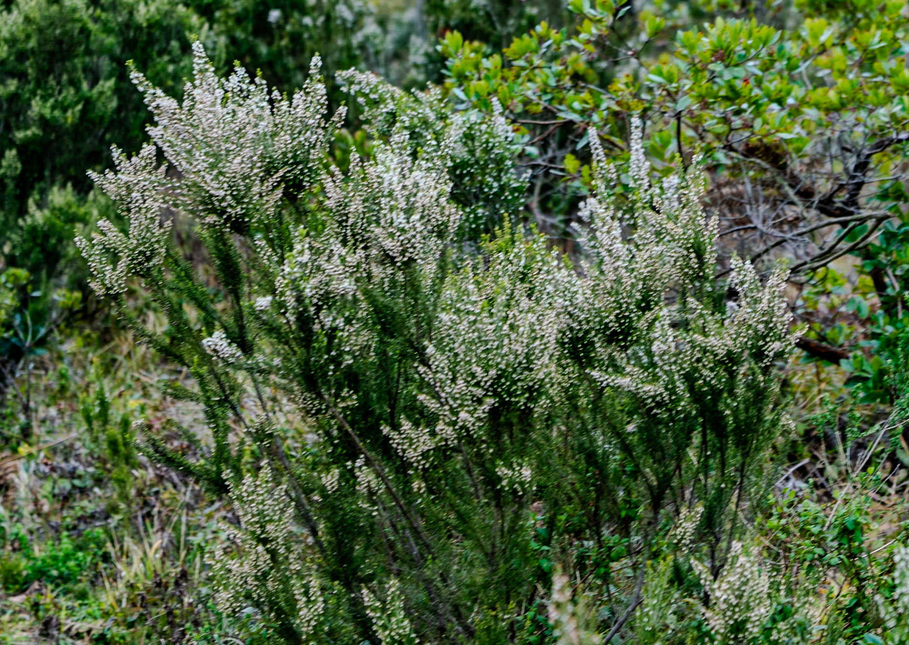Acaristan wall nature walk: heather in flower