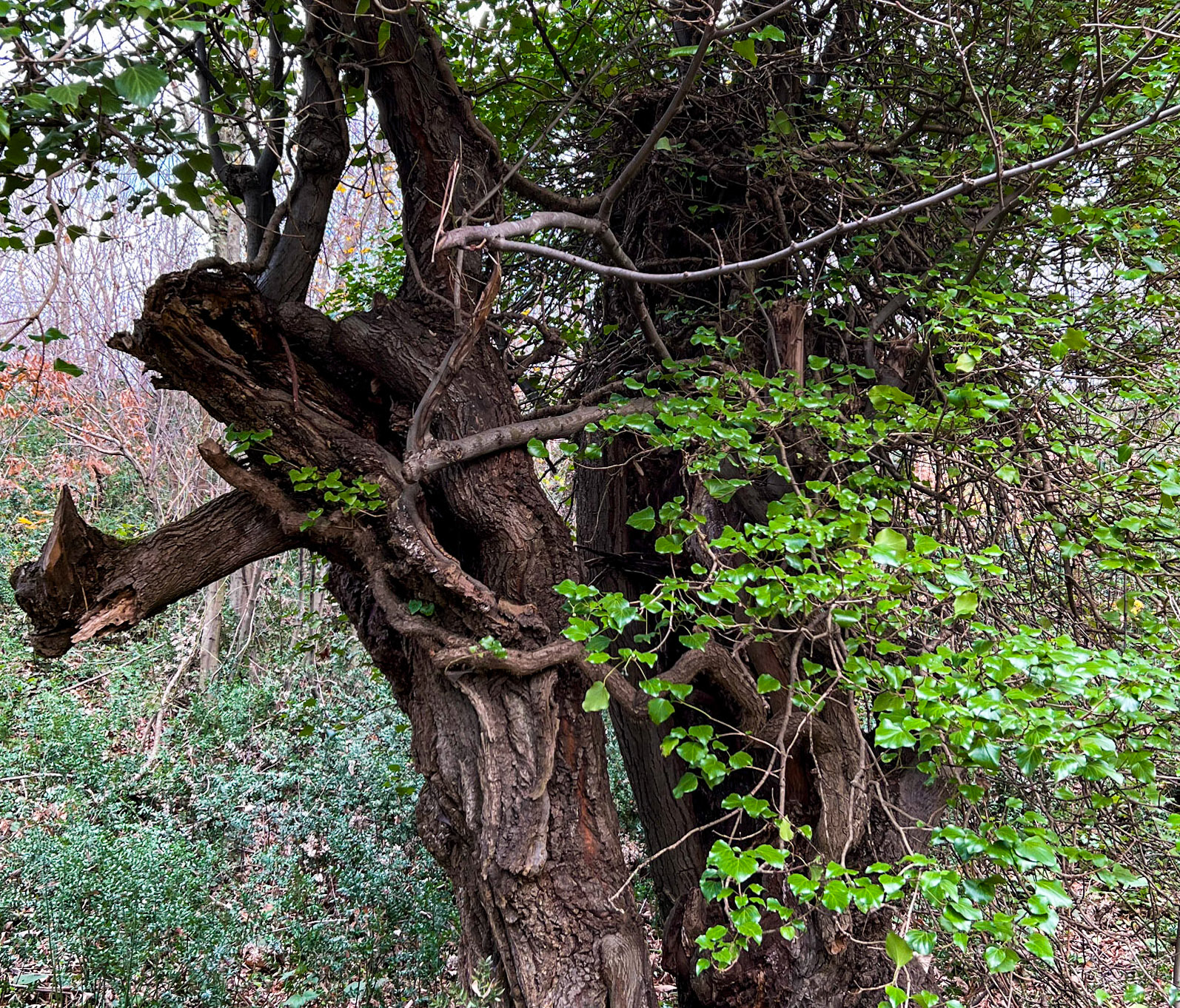 between Kılıçlı and İshaklı: embracing old trunks