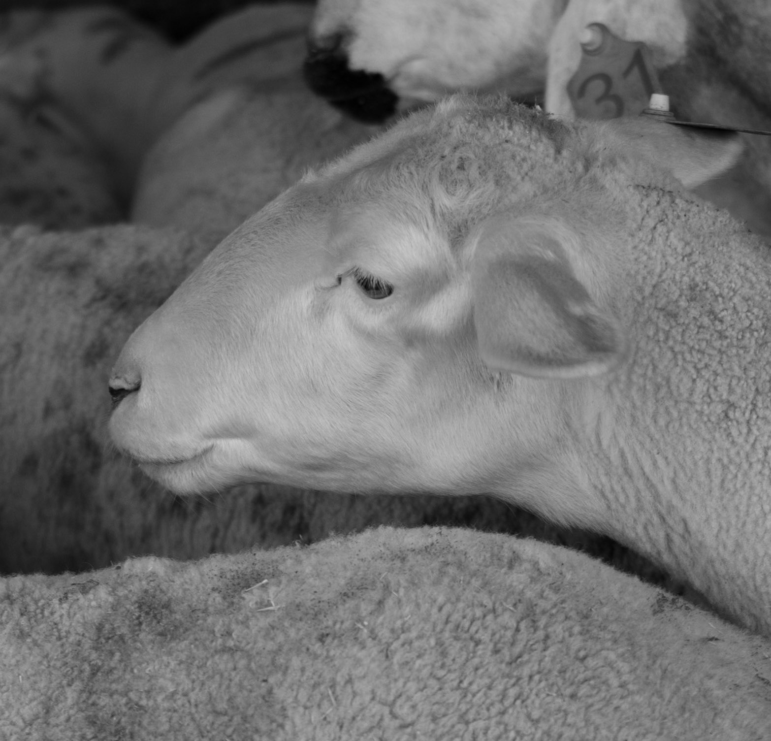 Altınşehir: sheep to be slaughtered at Kurban