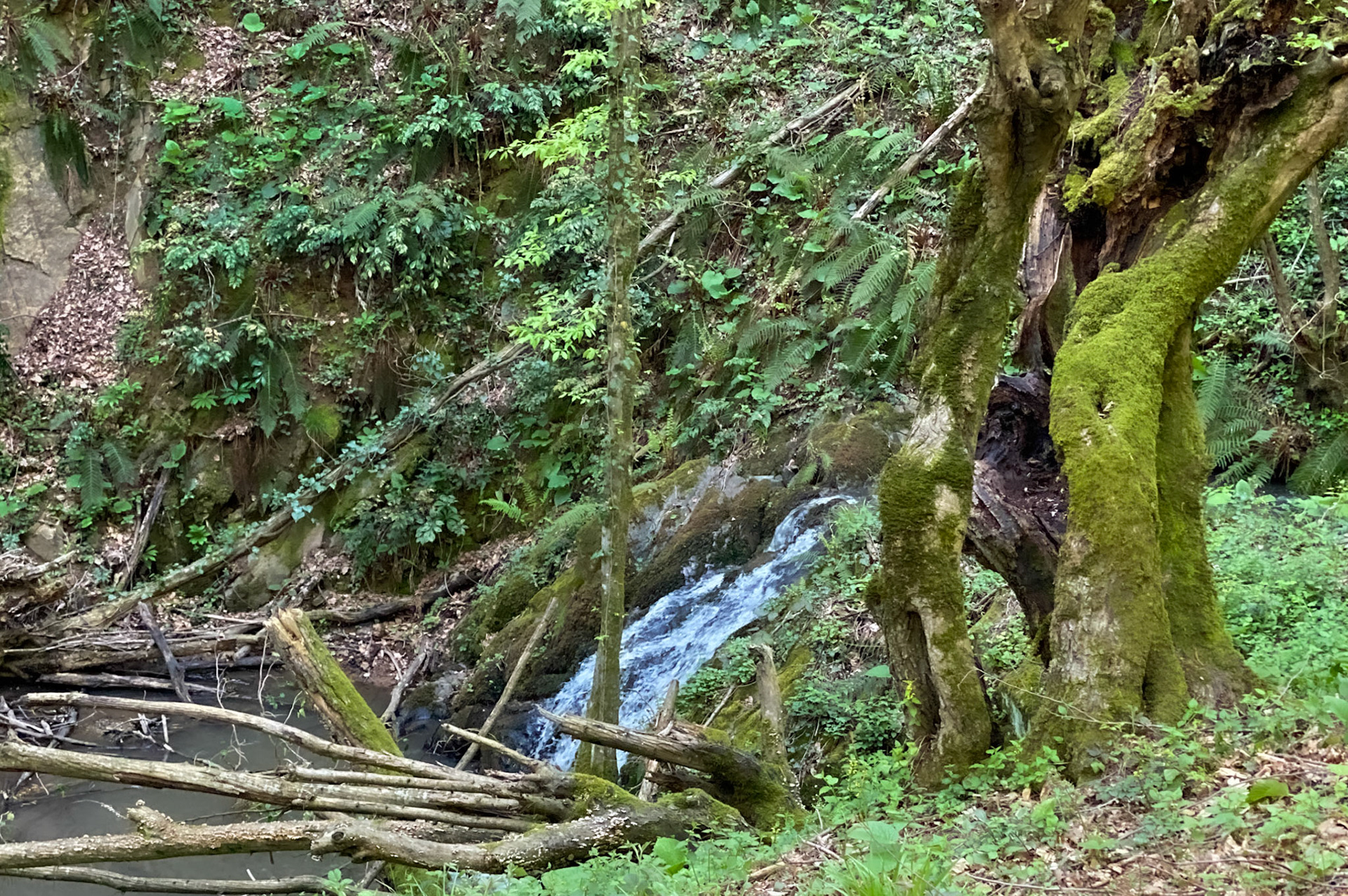 Polonezköy northern forest: small waterfall and hollow venerable tree