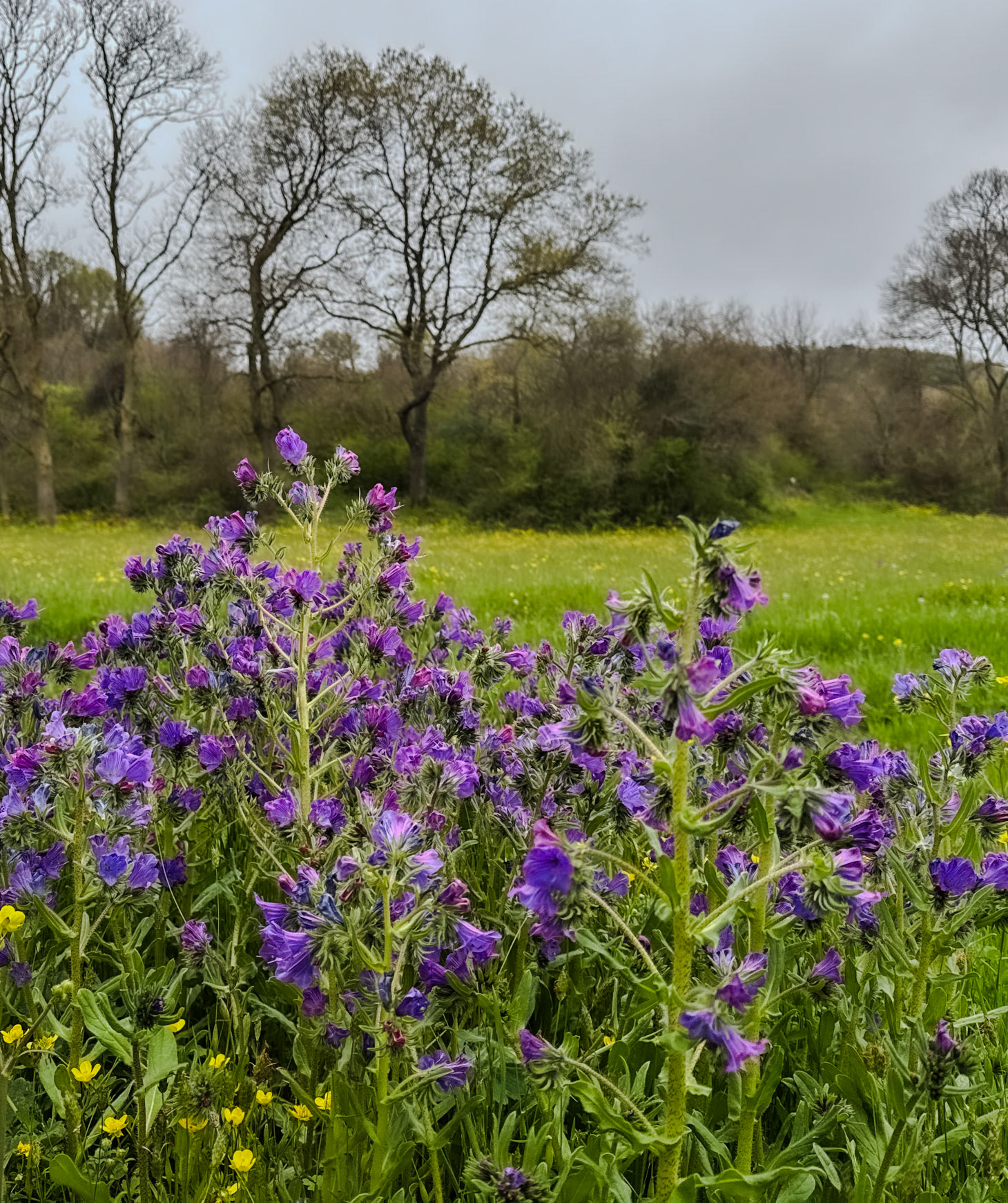 the first Sazlıdere flower meadow: purple flowers (vipers bugloss)