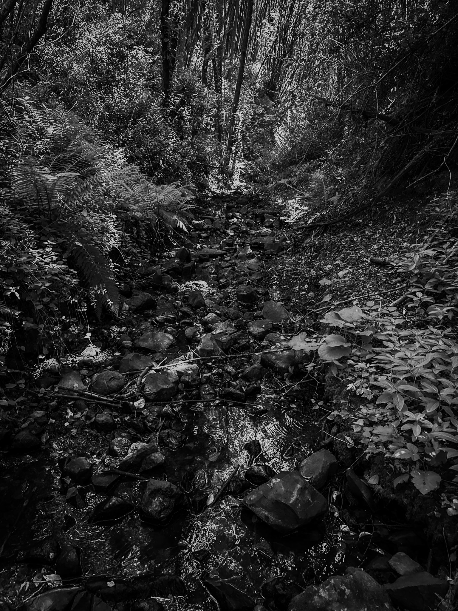 Kılıçlı southeastern stream walk: streambed