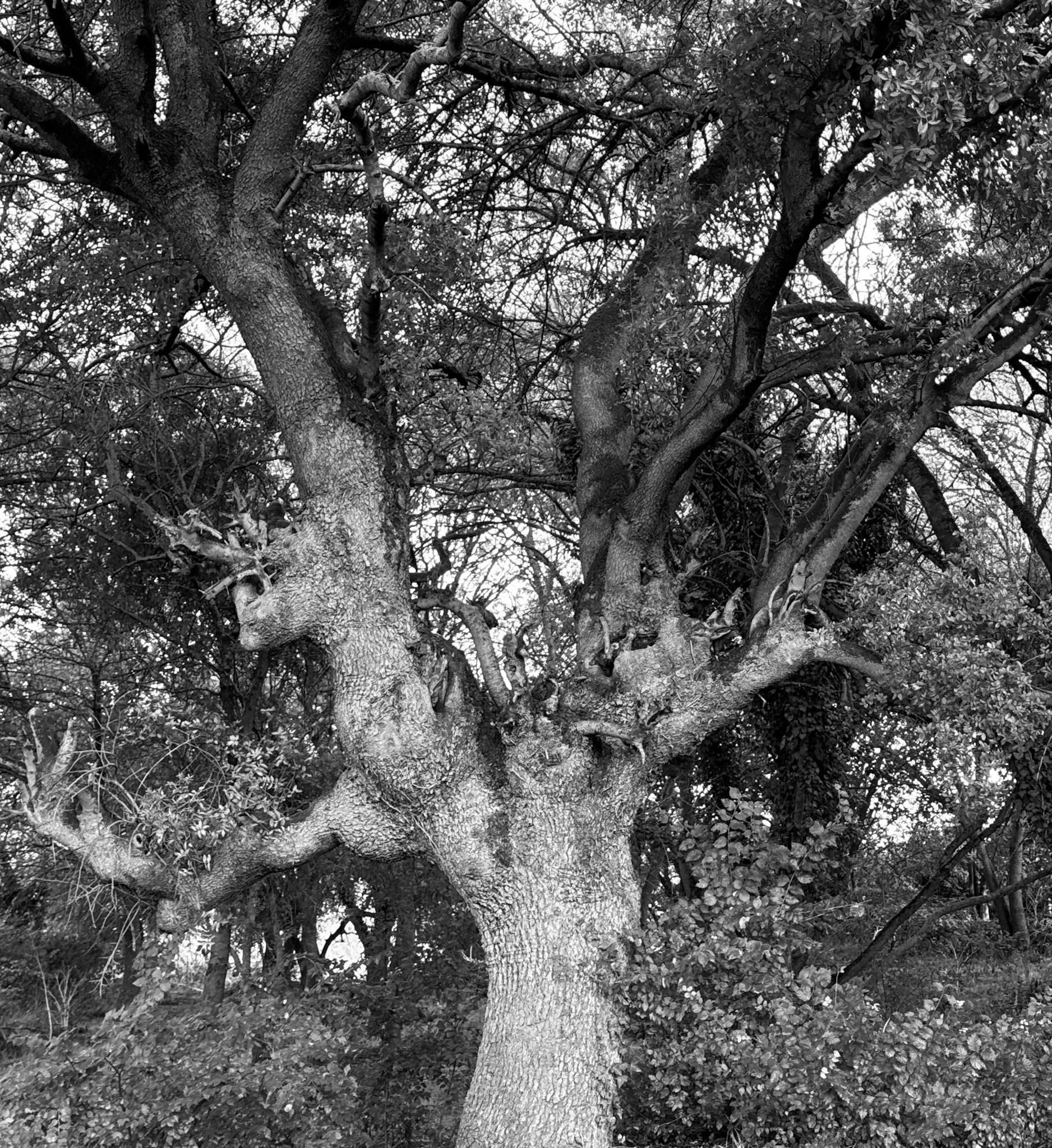 Bathonea north: old tree