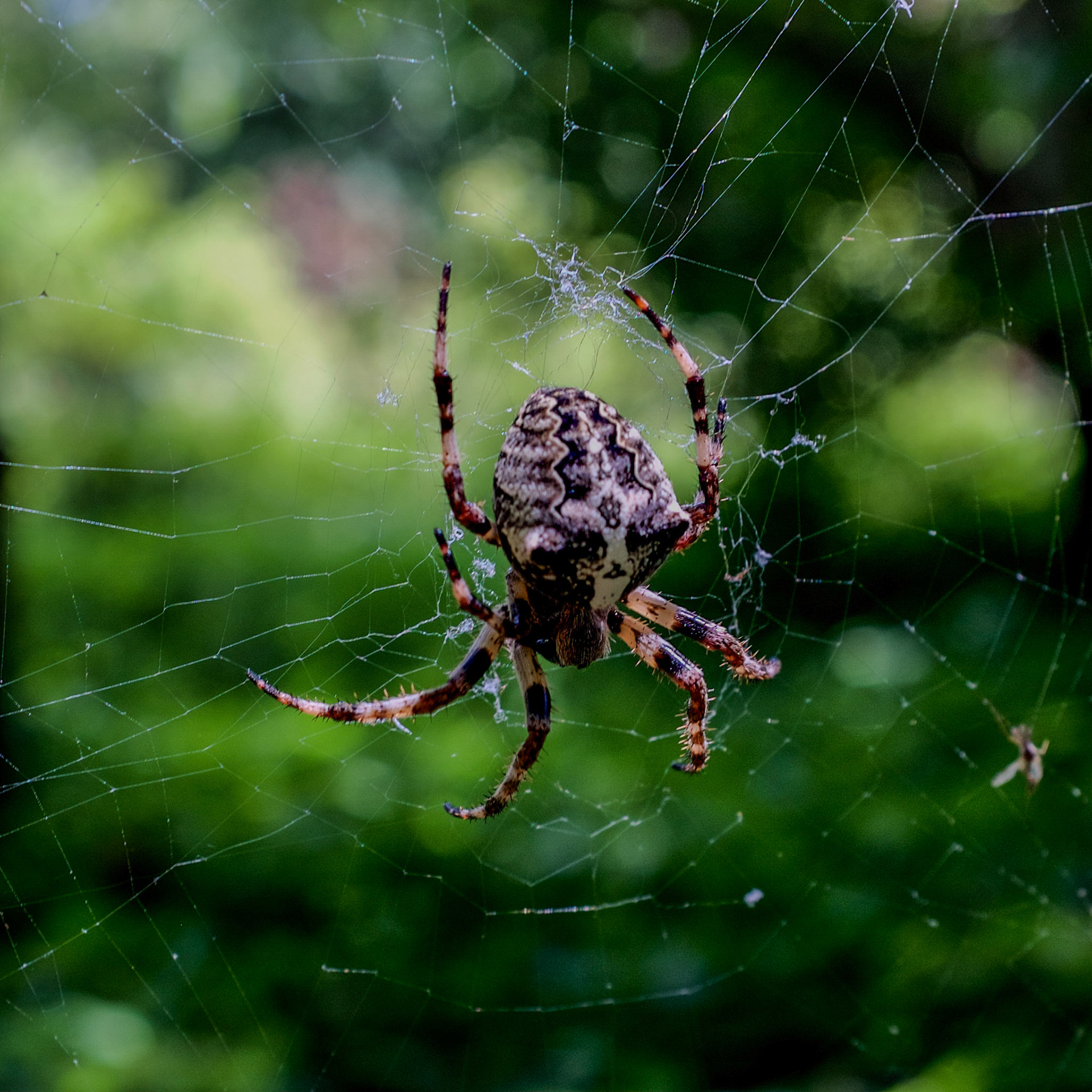 between Bathonea north and Bathonea south: large spiders like to build their webs across the path