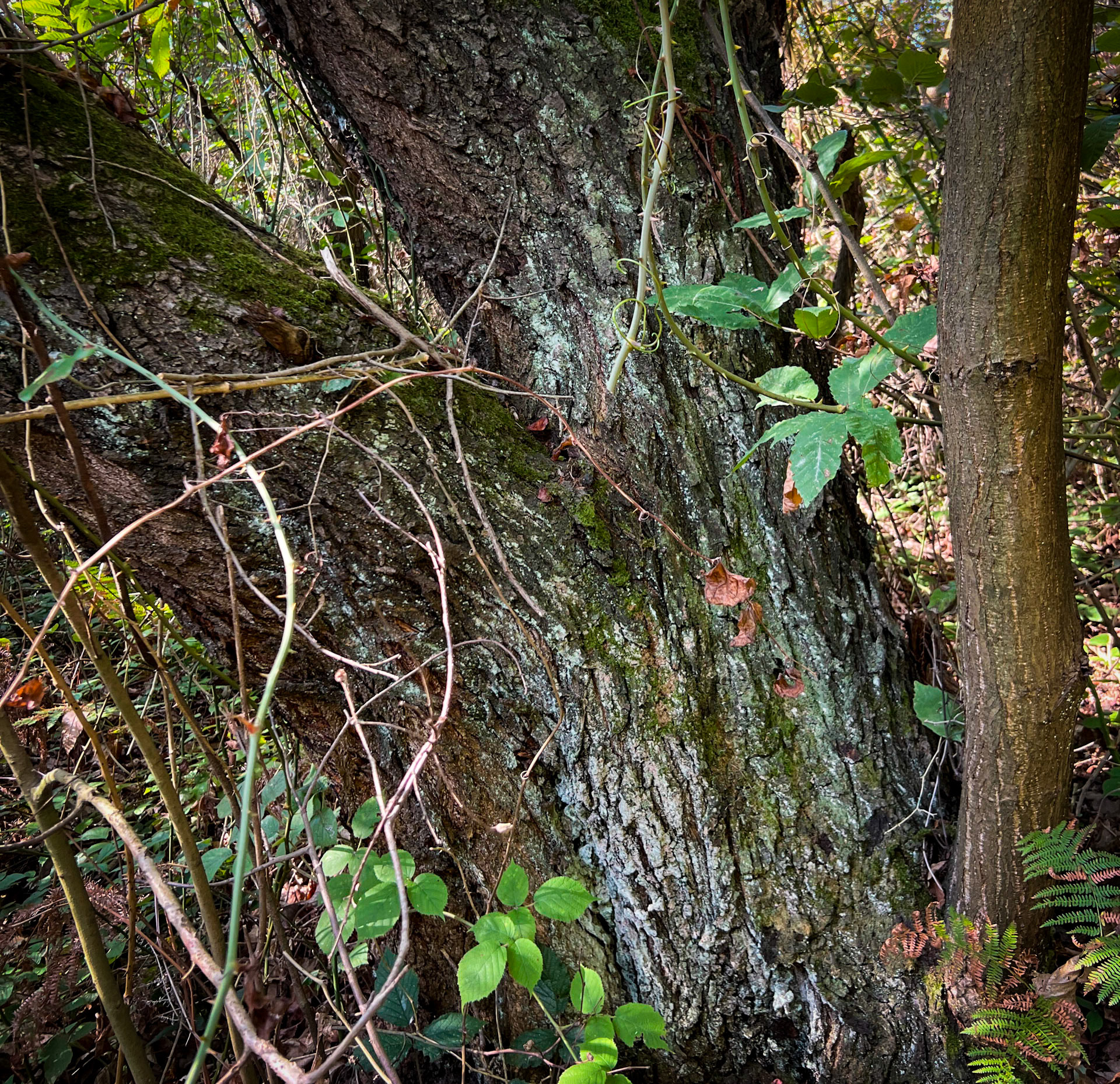 between Zerzevat and Mahmut Şevket Paşa: wide tree