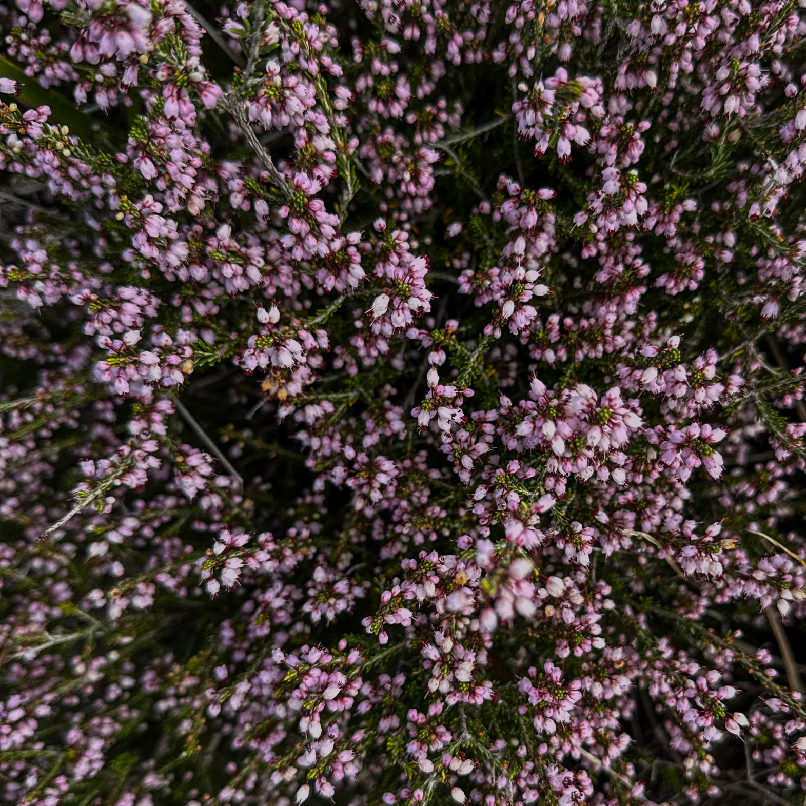 speculators’ crest: flowering heather