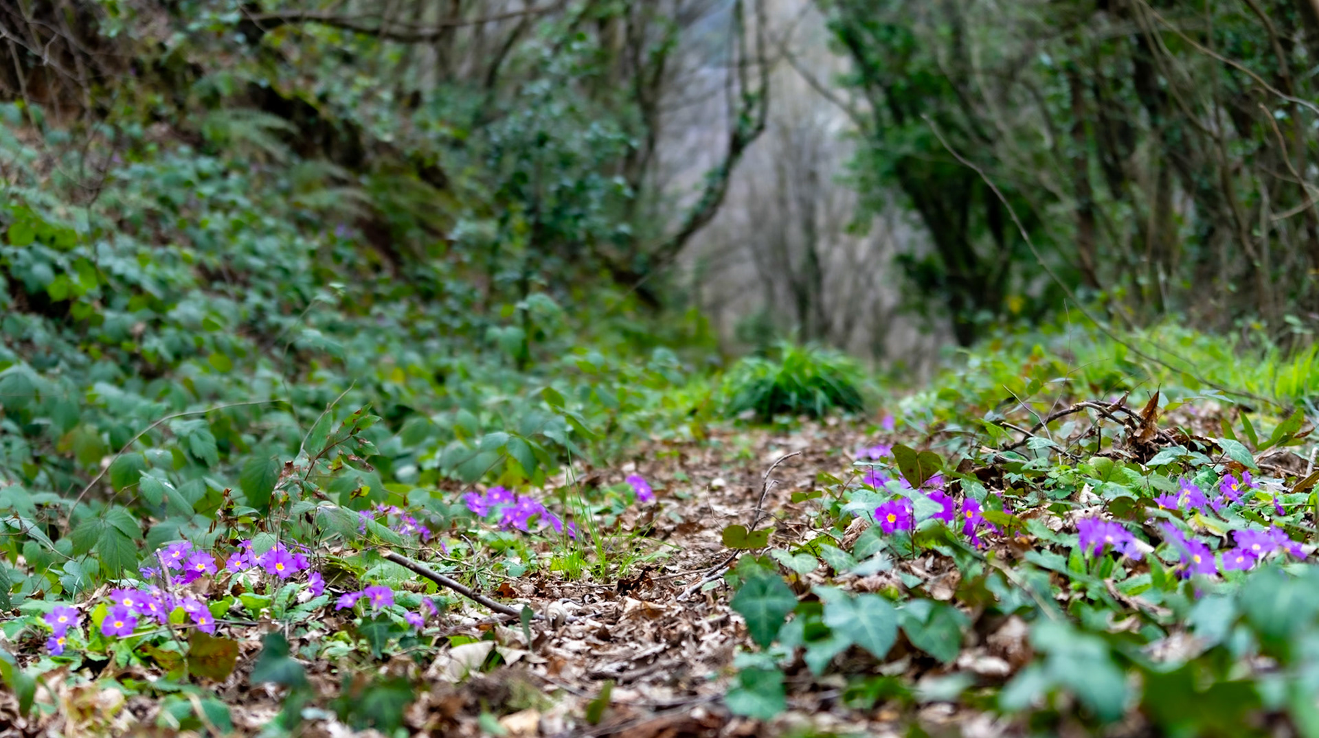 Kaymakdonduran wooded hill: primroses on a path