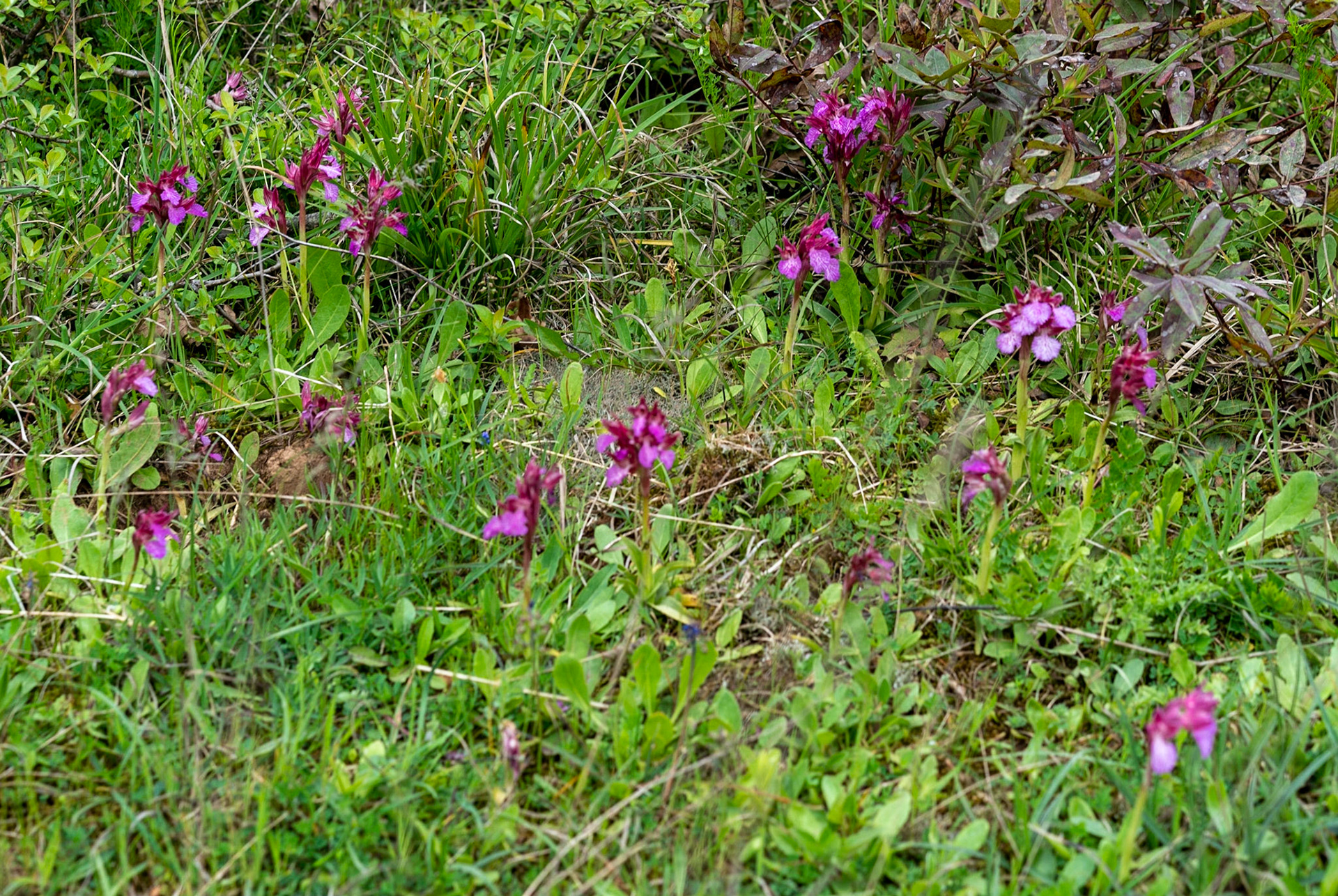 between Kılıçlı Köyü and İshaklıköy: orchids