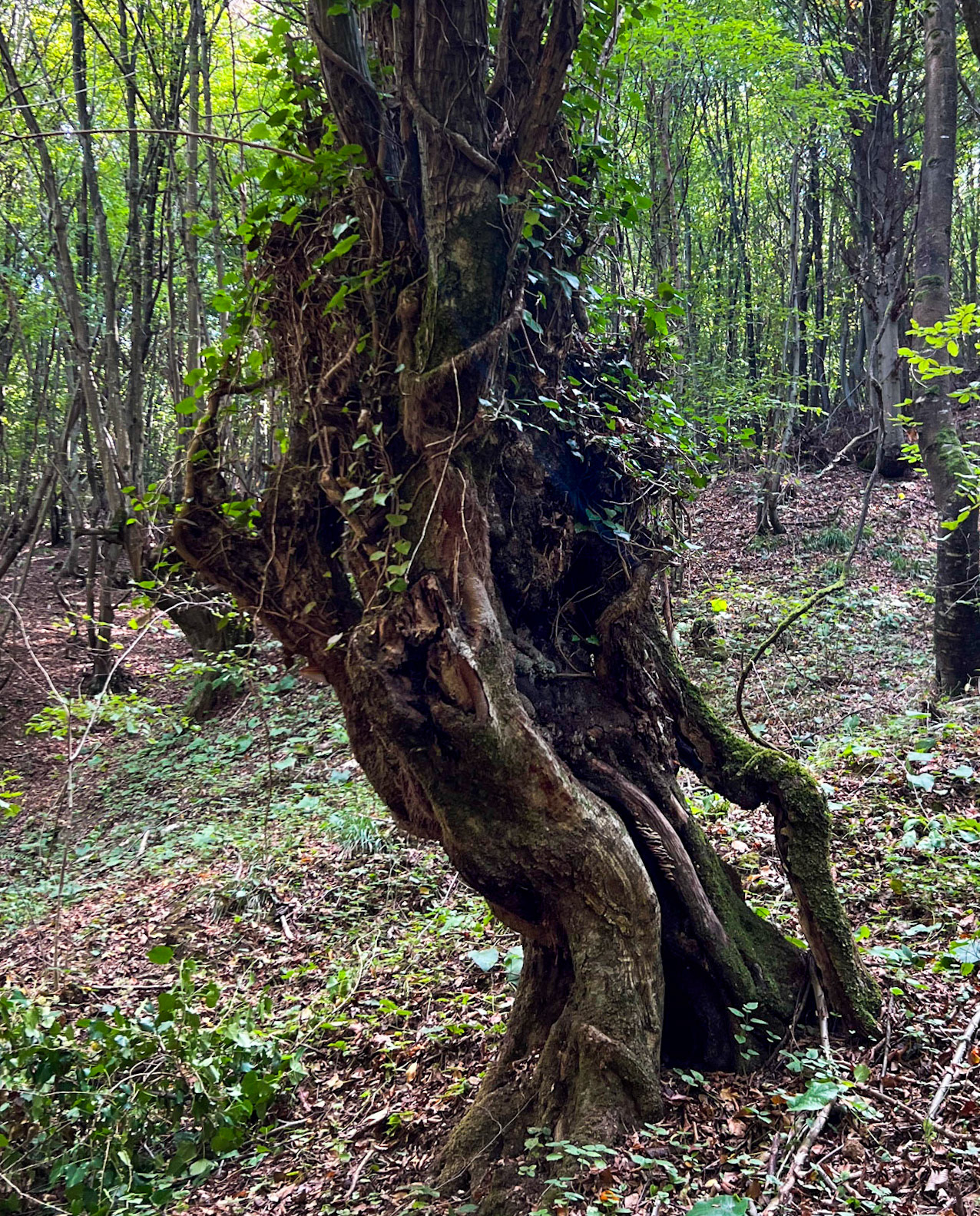 Zerzevat east streamwalk: old tree
