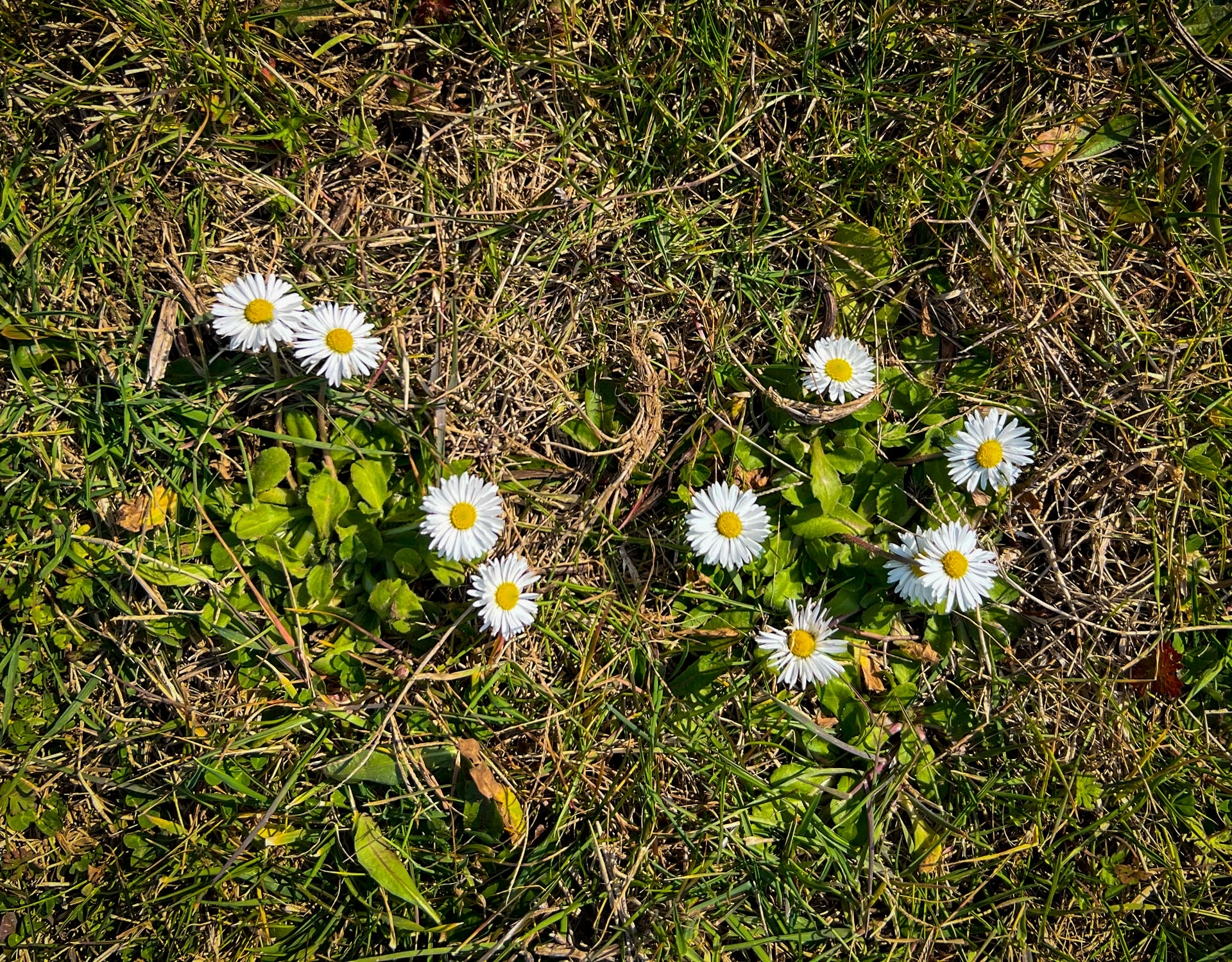 Yom meadow: daisies in the form of a plough