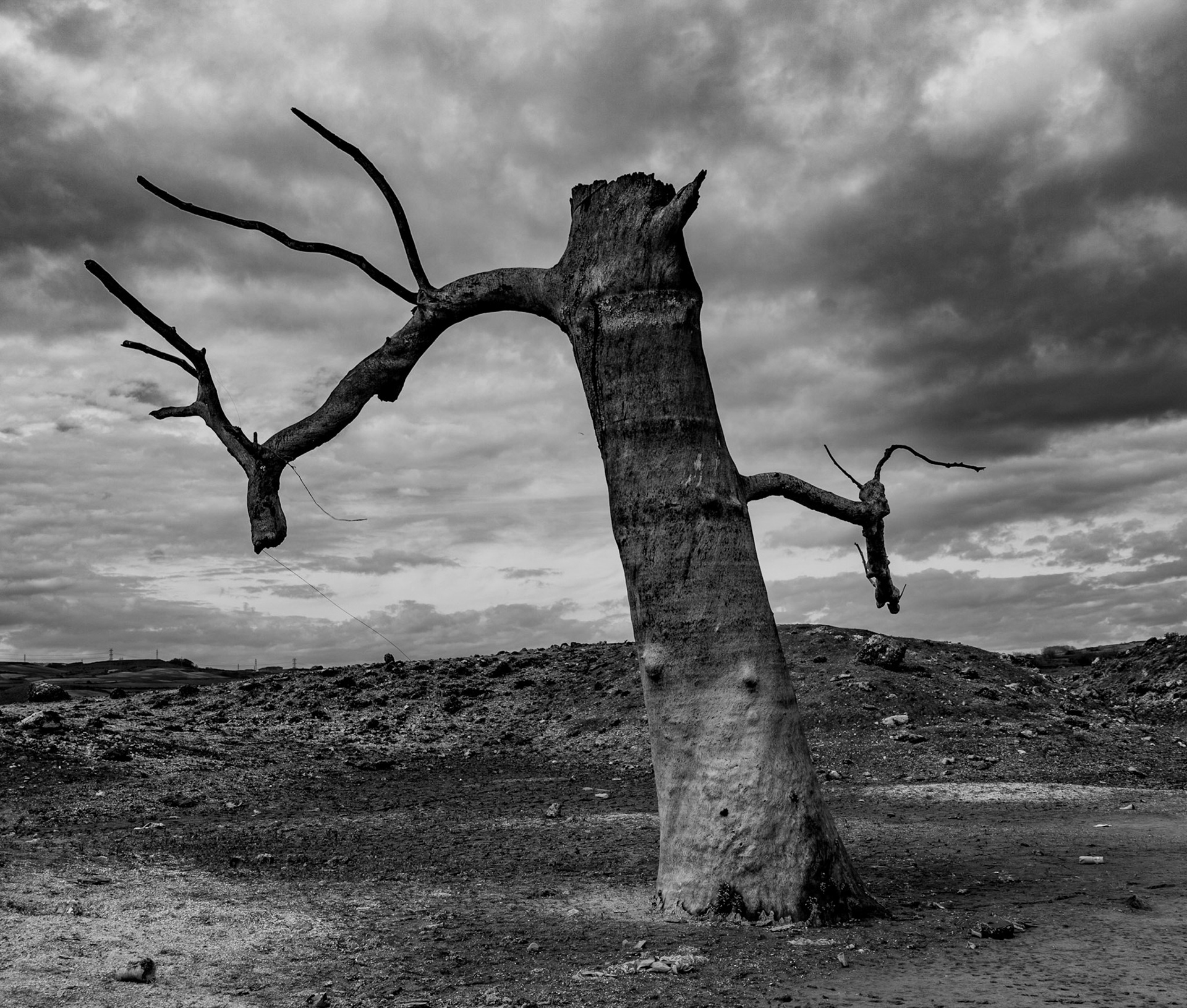 Şamlar: long-submerged and long-dead plane tree in the almost-dry Sazlıdere reservoir bed south of the village