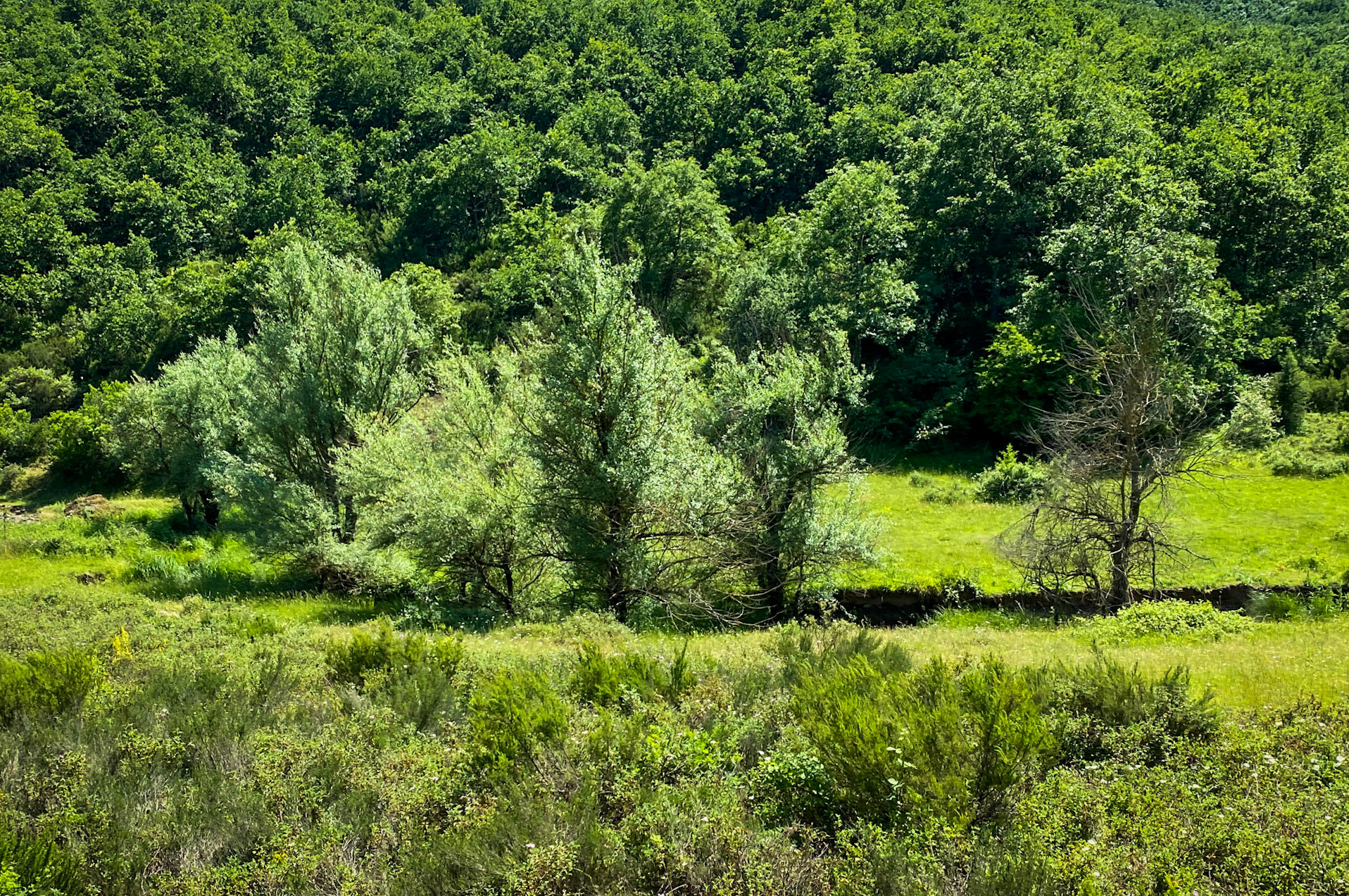 Yağcılar northwestern valley: trees