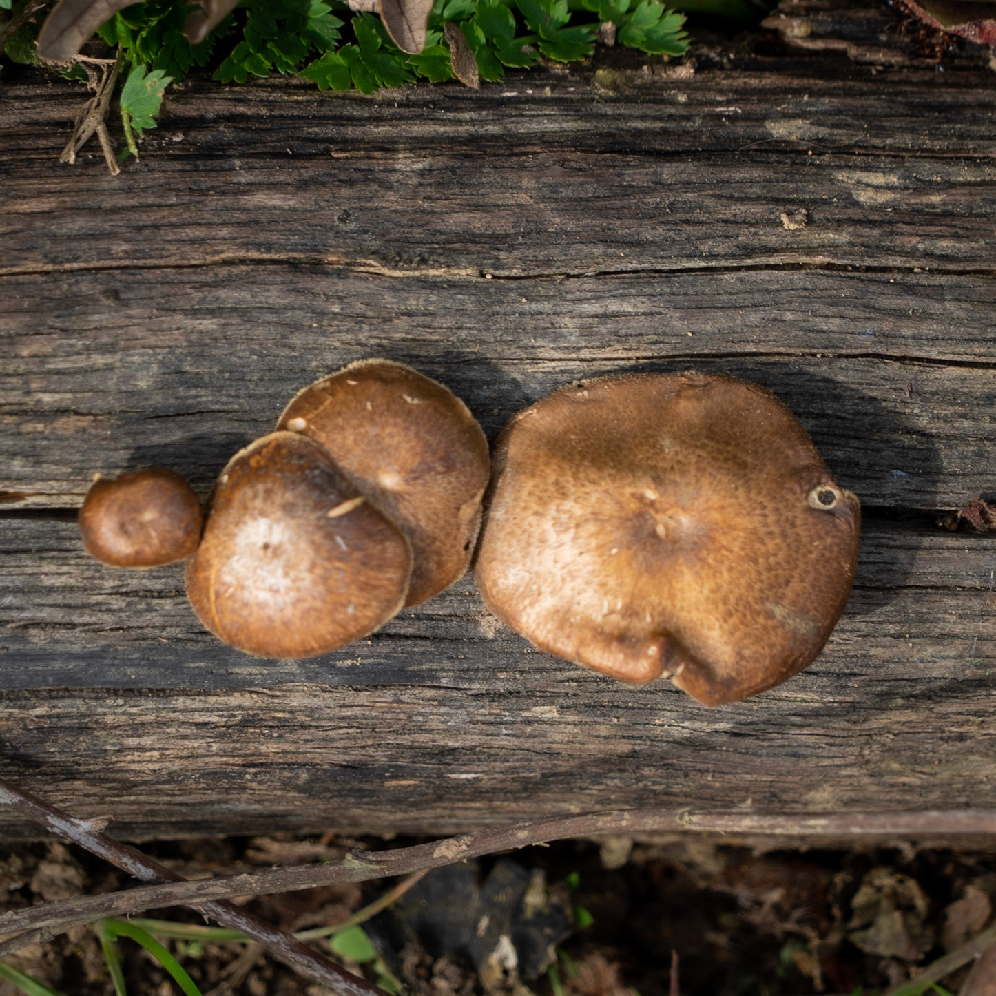 between Mahmut Şevket Paşa and Alibahadır: mushrooms