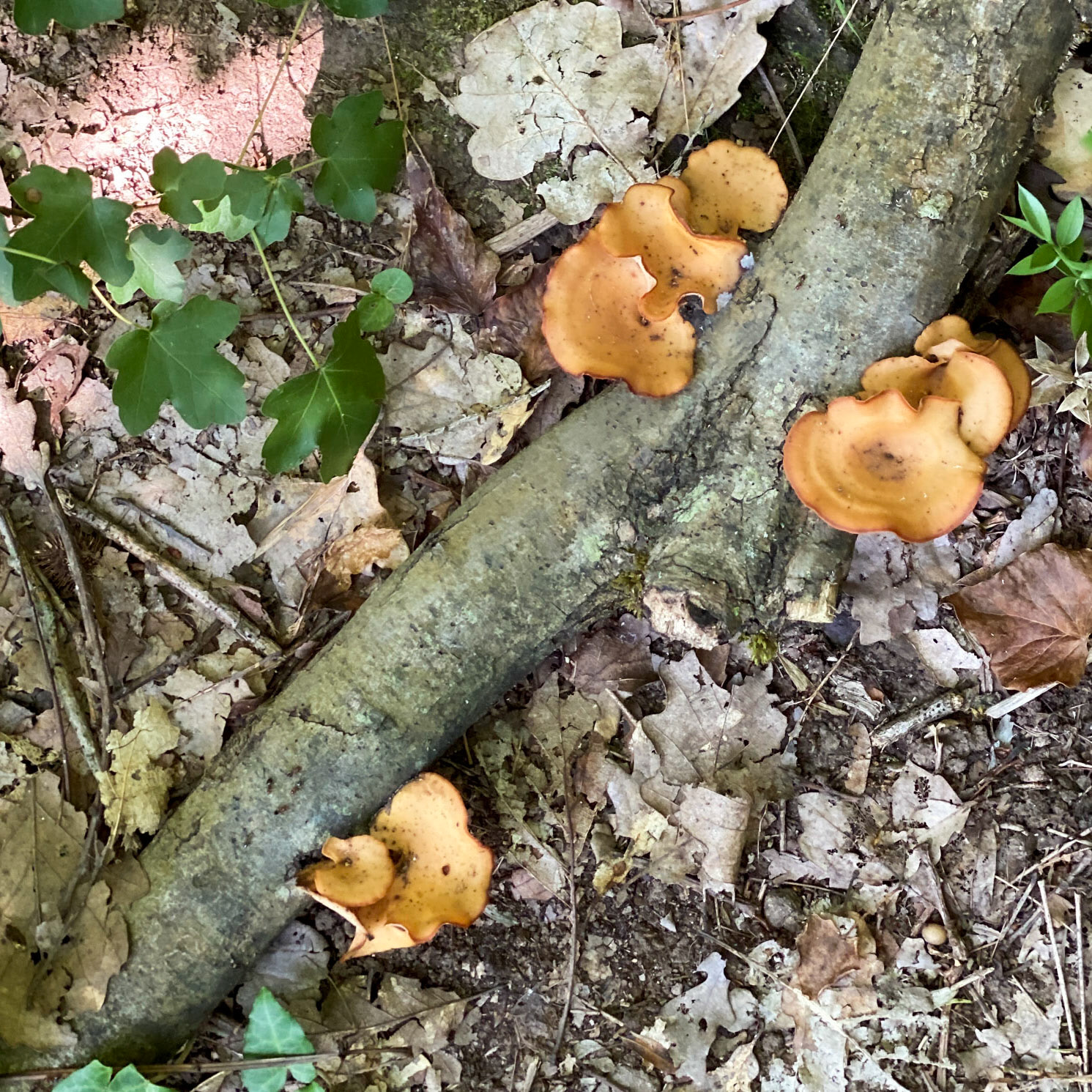 Kanlı reservoir: brown fungi on a branch