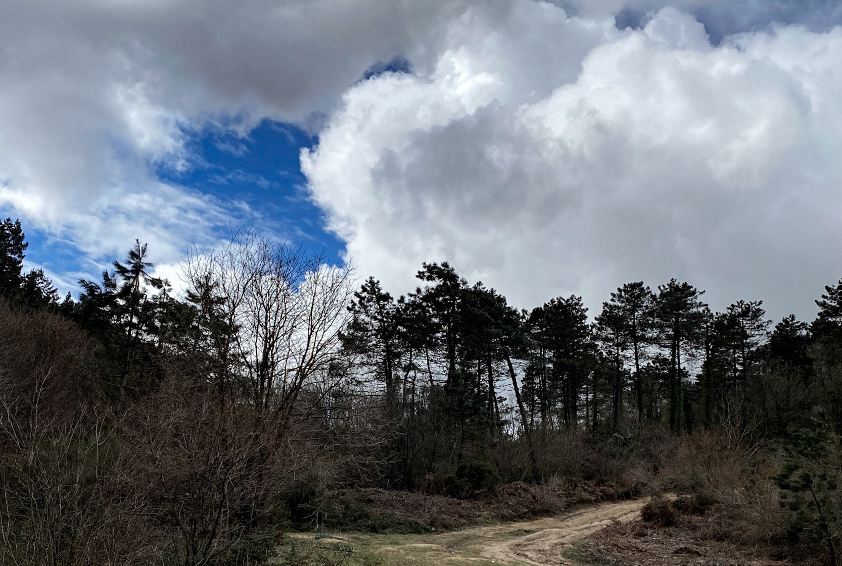 Polonezköy forests: tree and sky scape