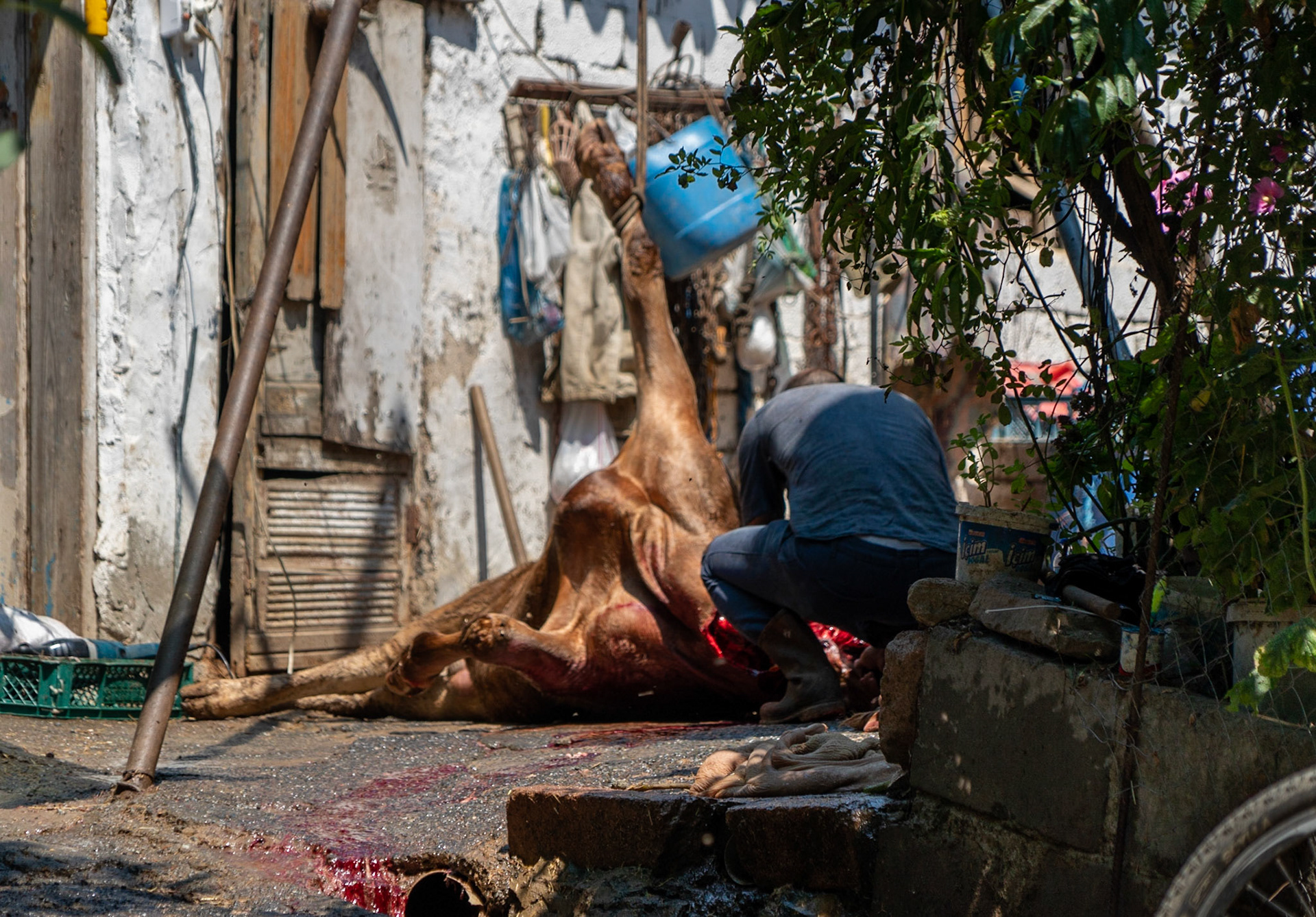 Cebeci: a just-slaughtered cow