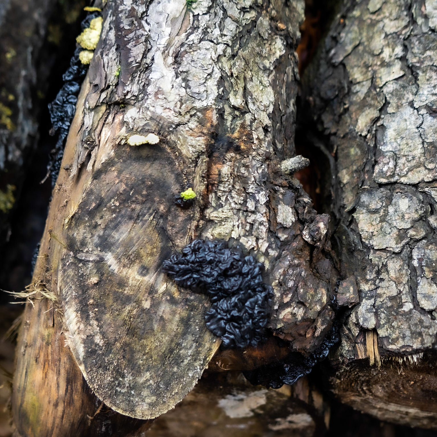 Polonezköy forests: black wood fungi