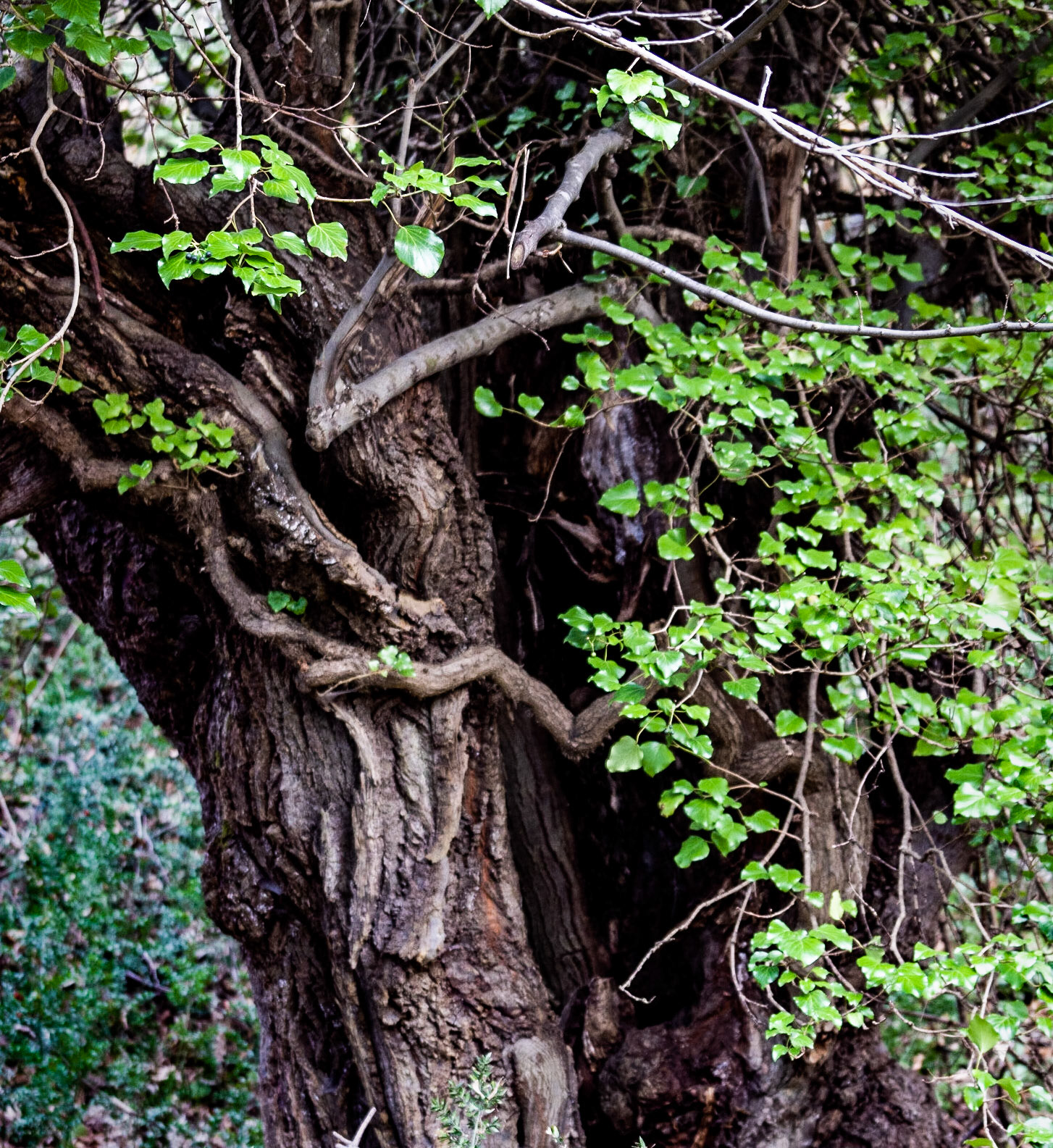 between Kılıçlı and İshaklı: embracing old trunks