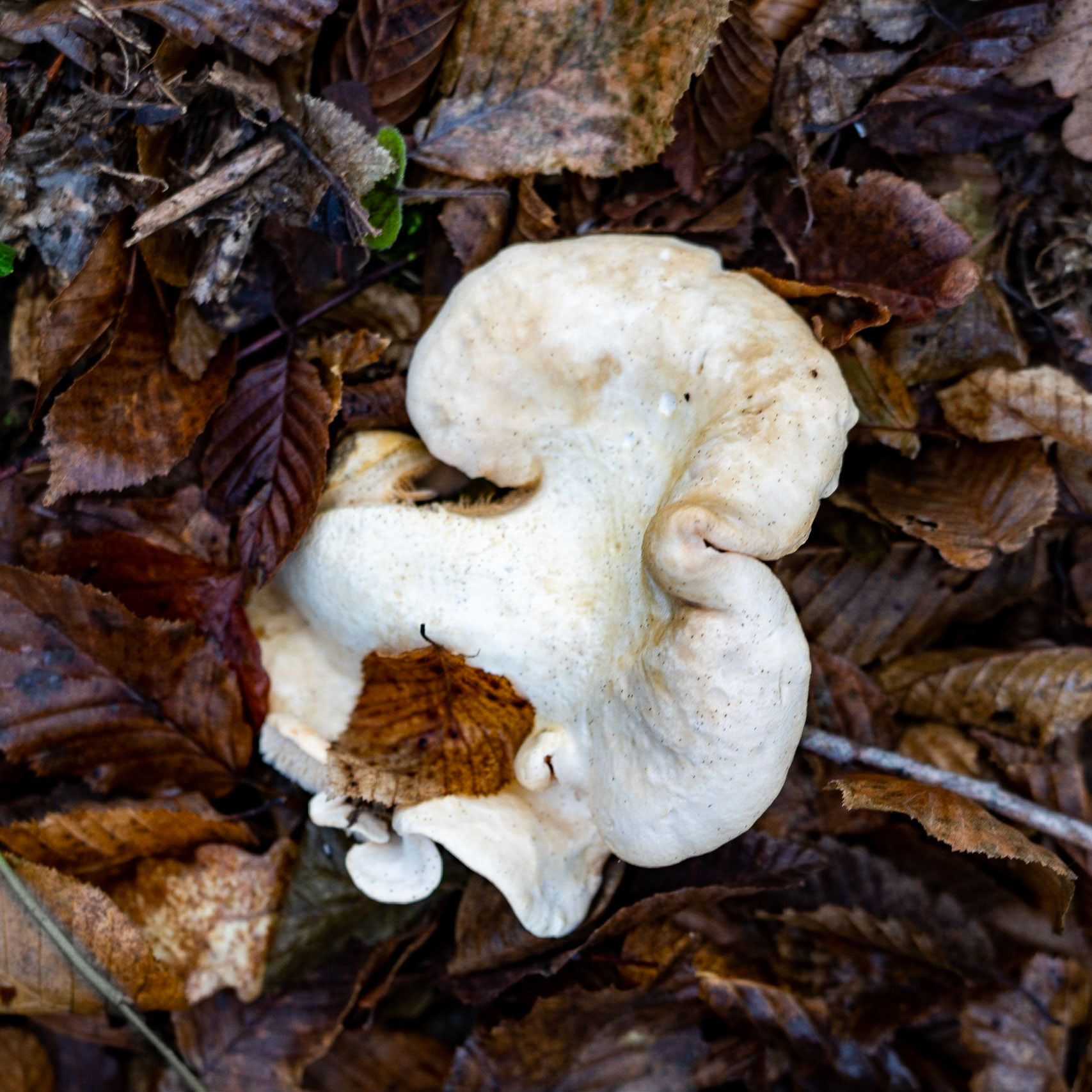 Bozhane forest: white fungus