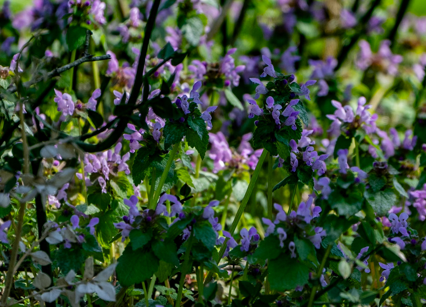 Akbaba northern forest: purple flowers