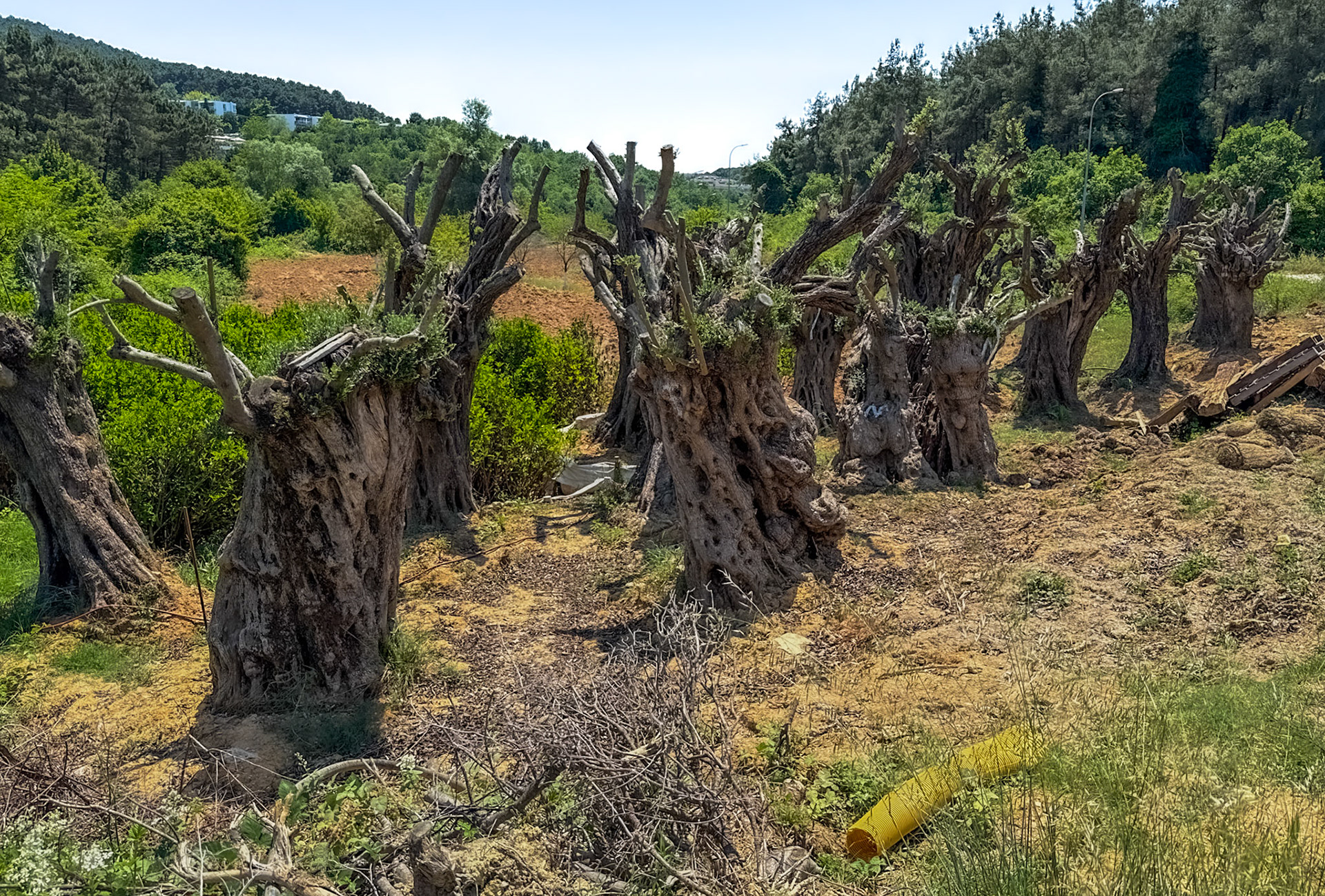 Kapaklı Tepesi: old olive trees