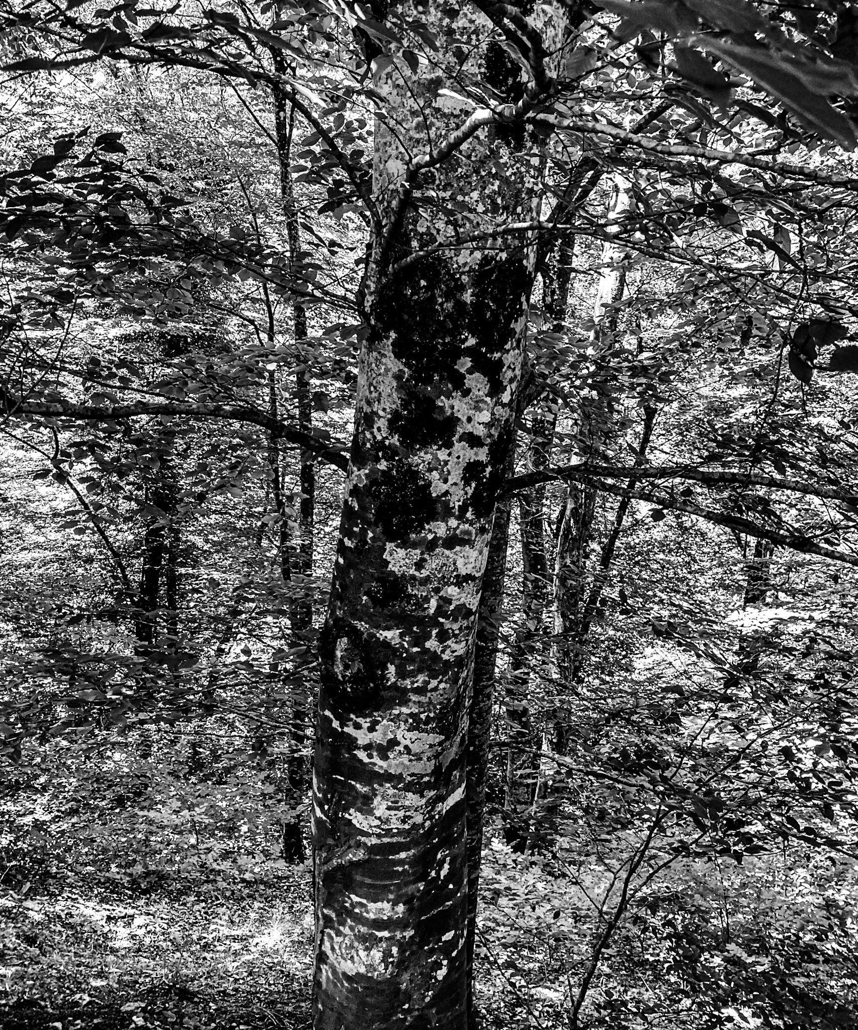 Ezili forest: speckled bark tree