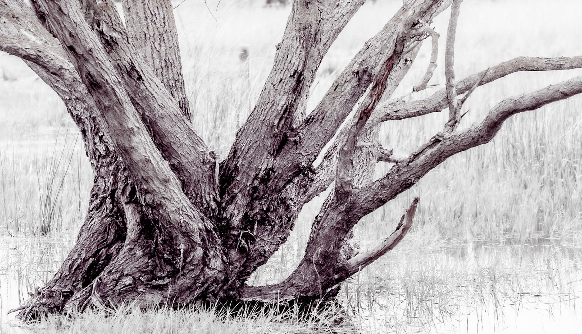 between the first Sazlıdere flower meadow and Terkos: spreading tree