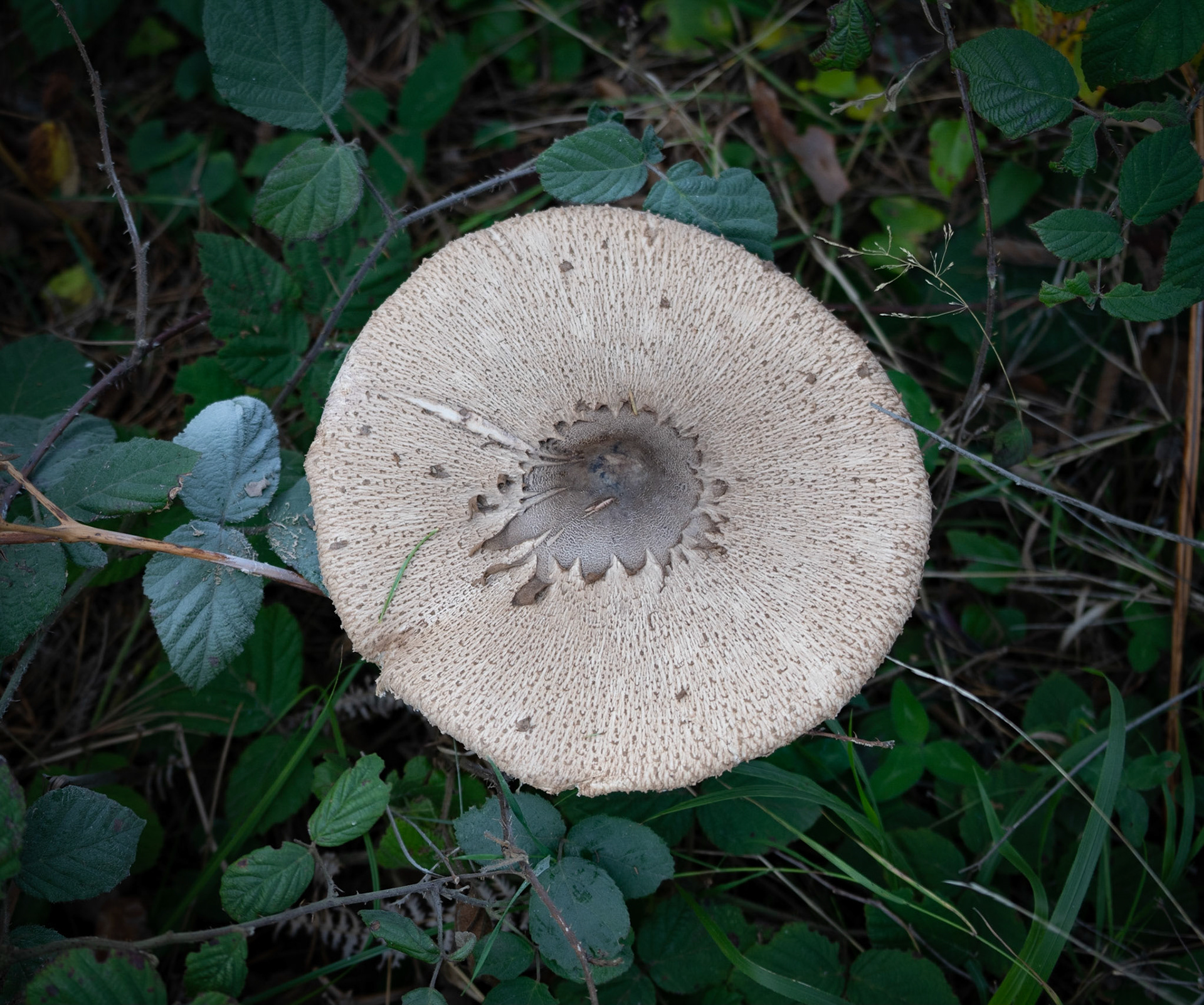 Kaynarca estate: white and fawn toadstool
