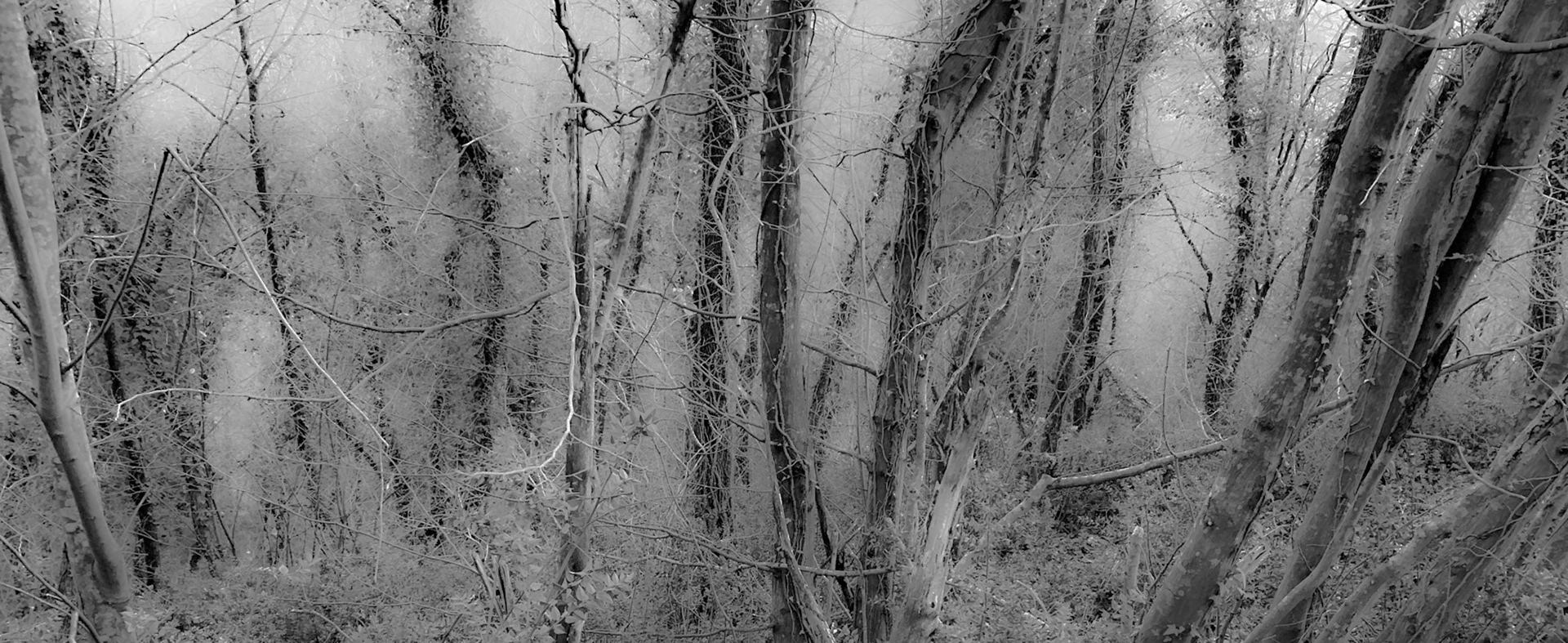 İshaklıköy Forest: winter trees
