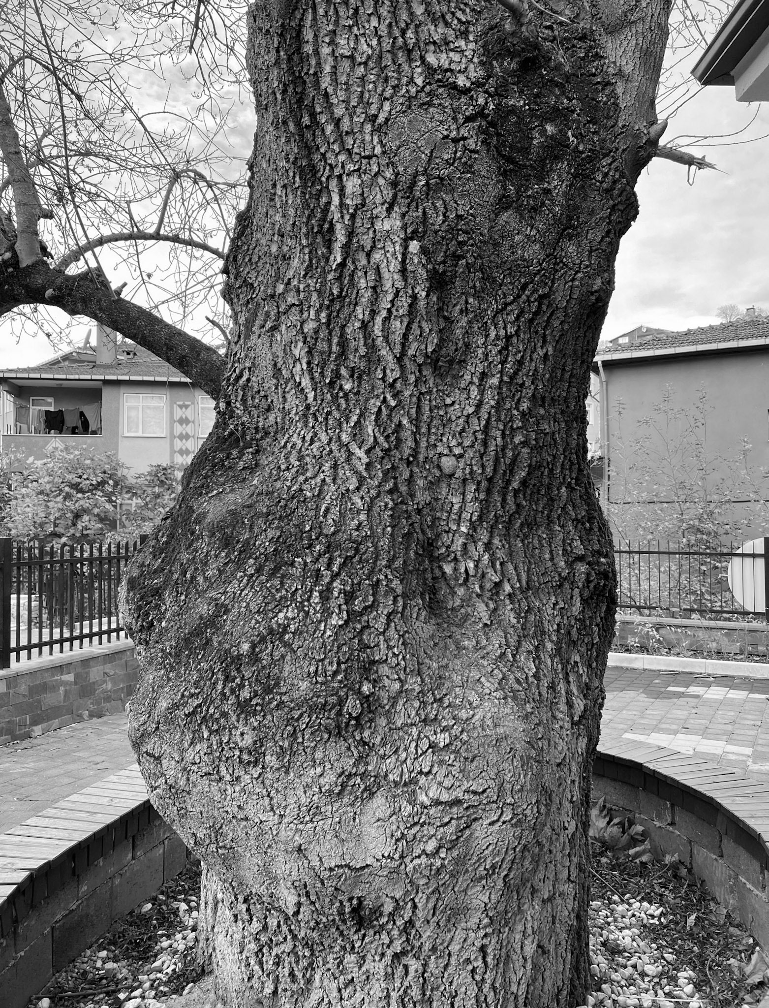 Mahmut Şevket Paşa: the 300 year old tree in the centre of the village