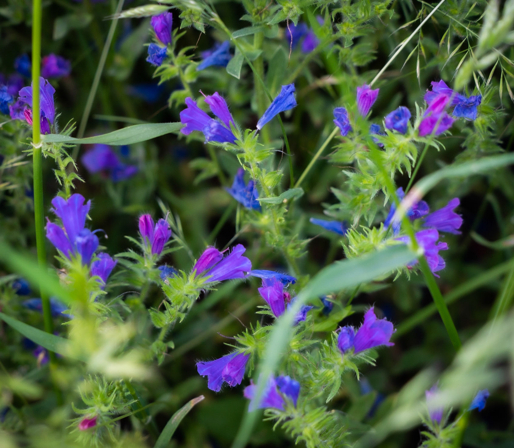 Germe's picnic pastures: purple flowers