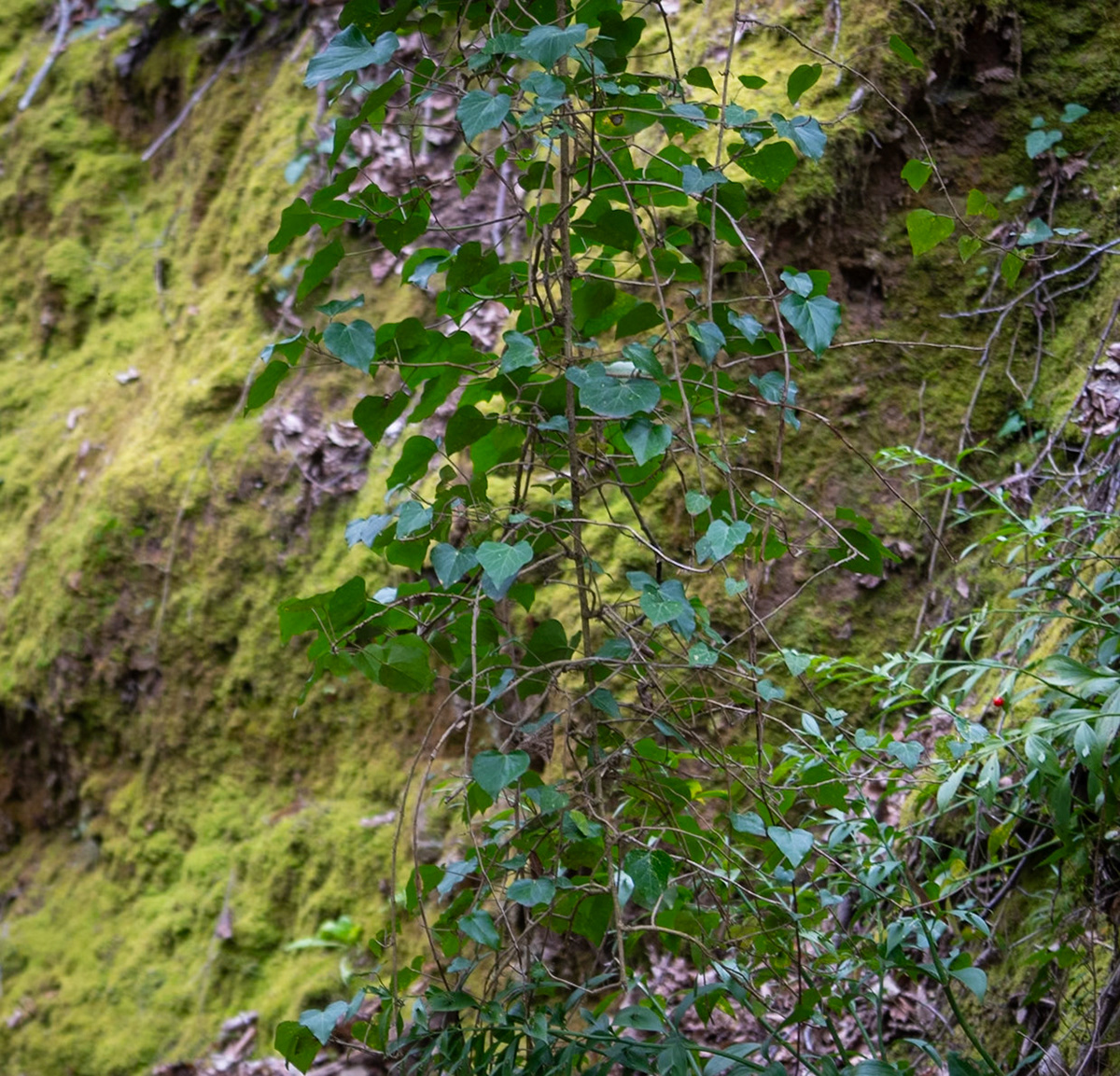 Dolap stream descent: moss and ivy